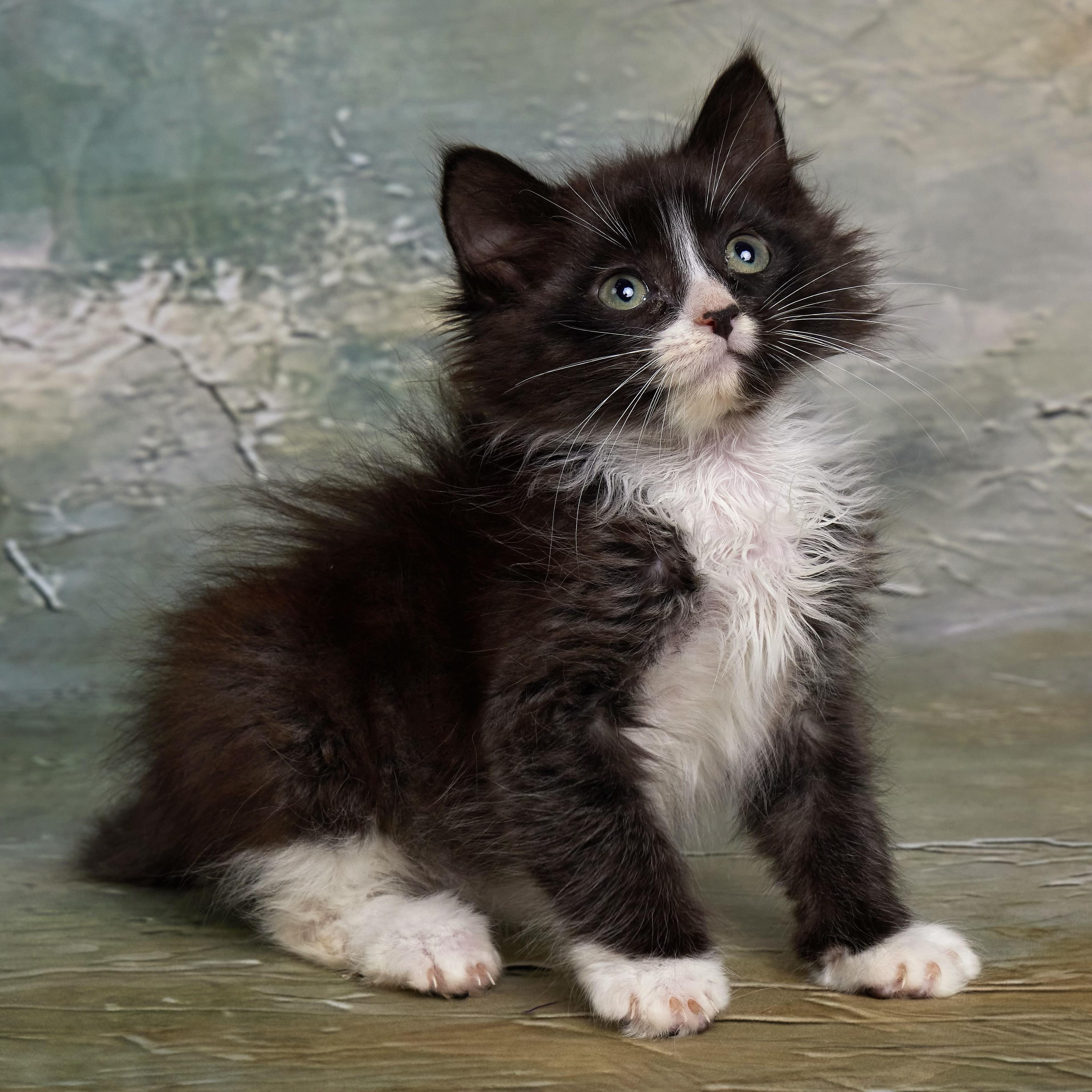 Fig - Adoption Pending, Adopted, Kitten Female Domestic Long Hair.