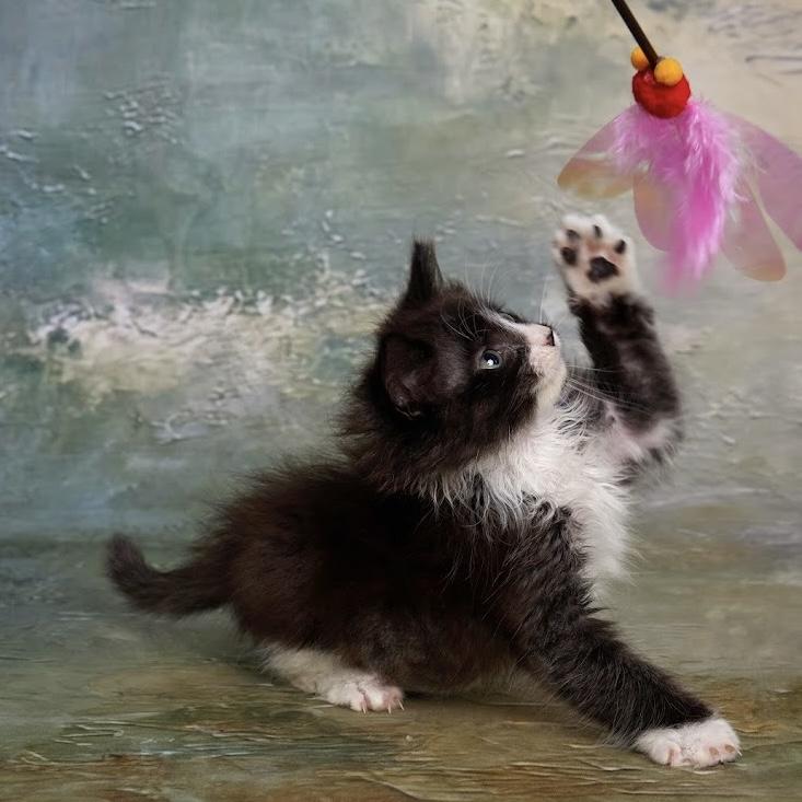 Enlarge Fig - Adoption Pending, a Adopted Domestic Long Hair in League City, TX image 3/3
