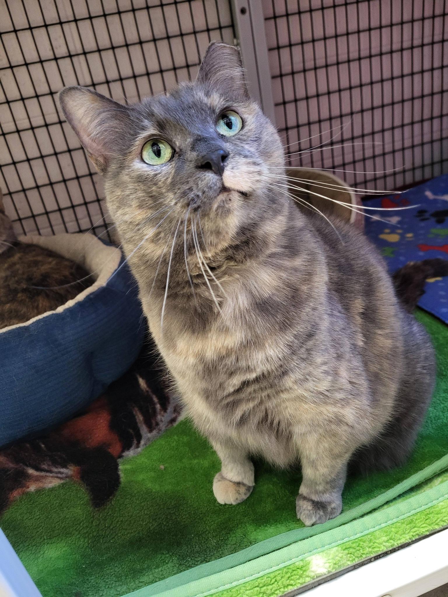 Enlarge Lulu & Stella, an adopted mixed breed in Chilton, WI image 5/6