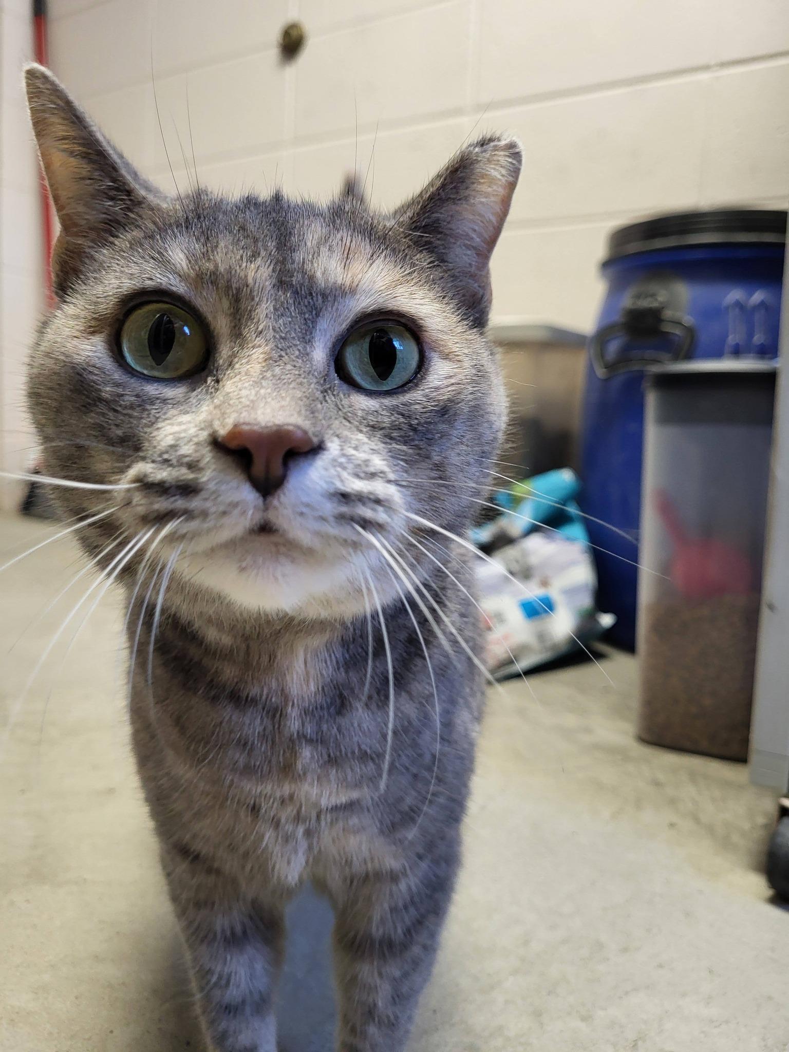 Enlarge Lulu & Stella, an adopted mixed breed in Chilton, WI image 2/6