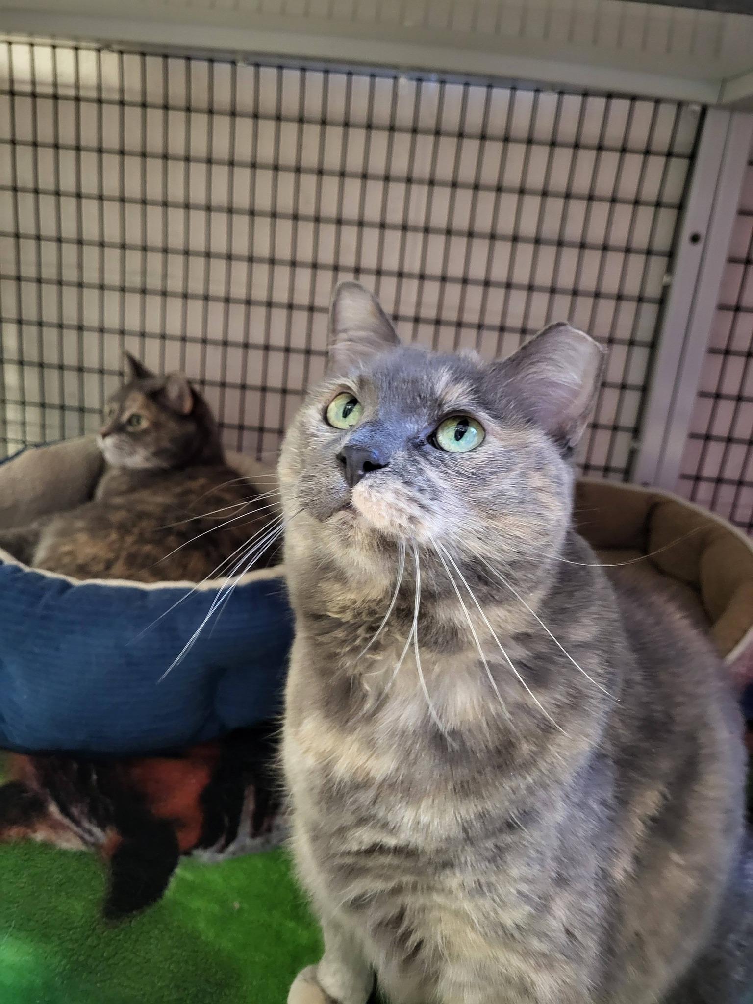 Enlarge Lulu & Stella, an adopted mixed breed in Chilton, WI image 6/6