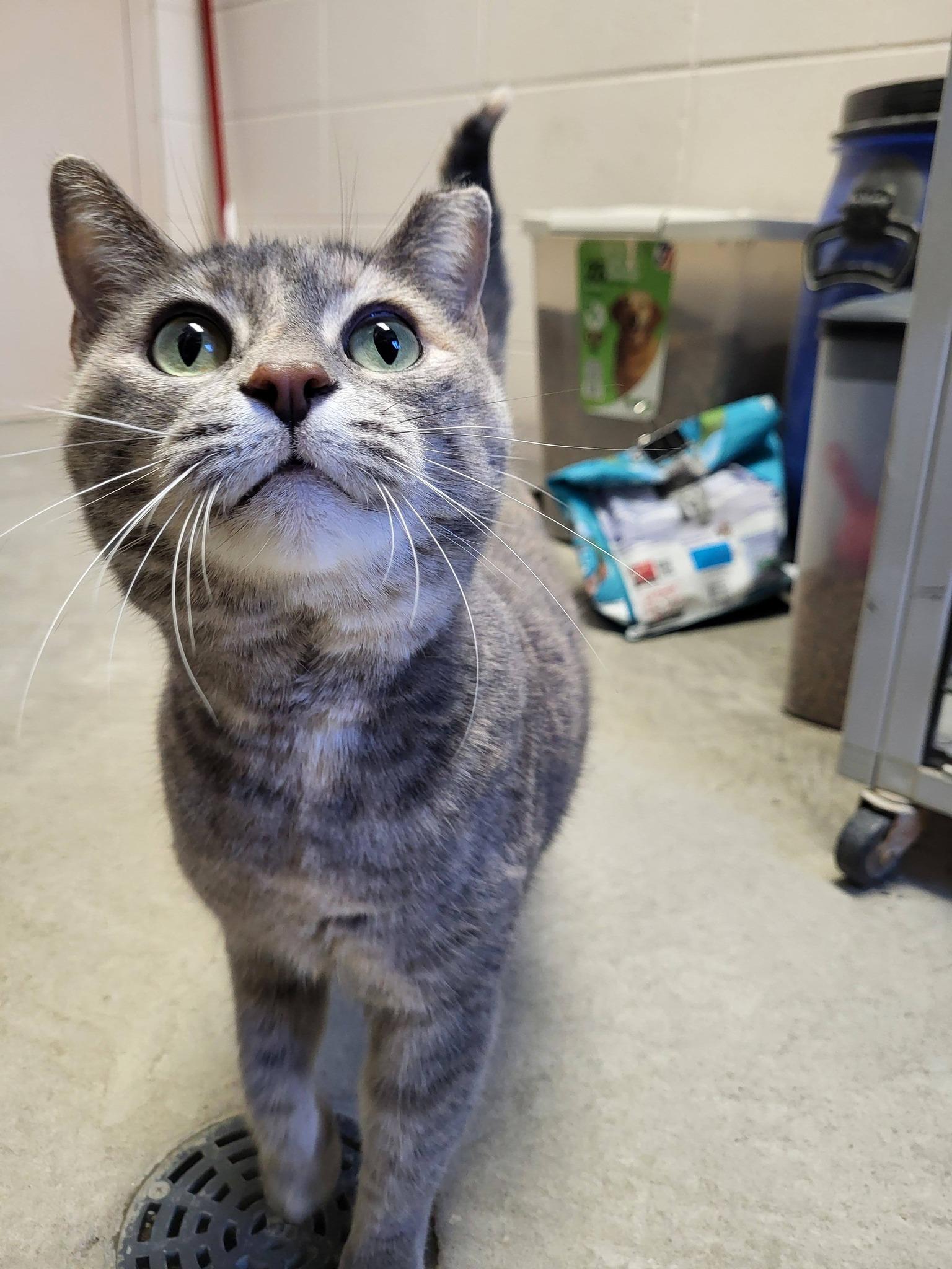 Enlarge Lulu & Stella, an adopted mixed breed in Chilton, WI image 1/6