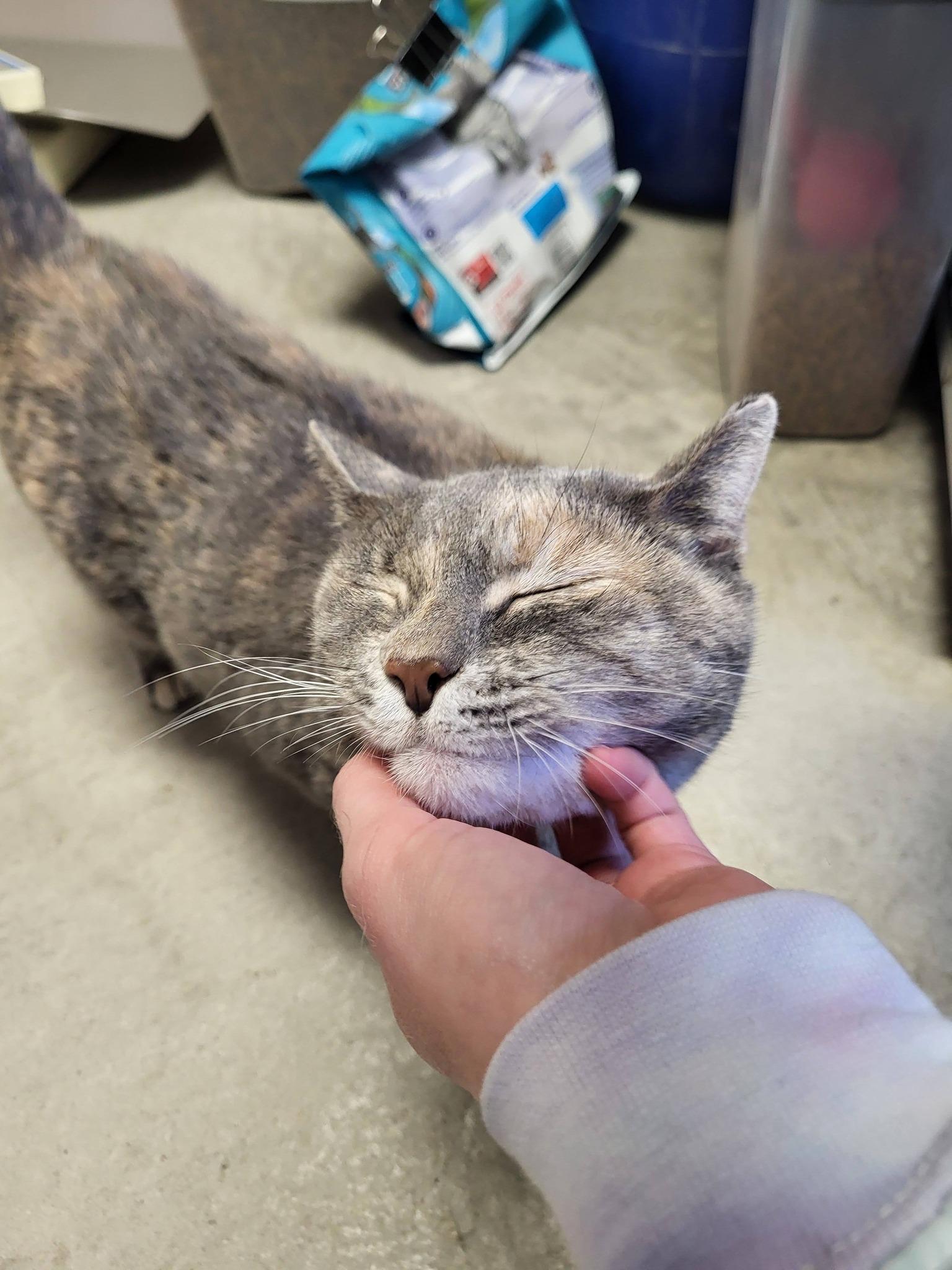 Enlarge Lulu & Stella, an adopted mixed breed in Chilton, WI image 3/6