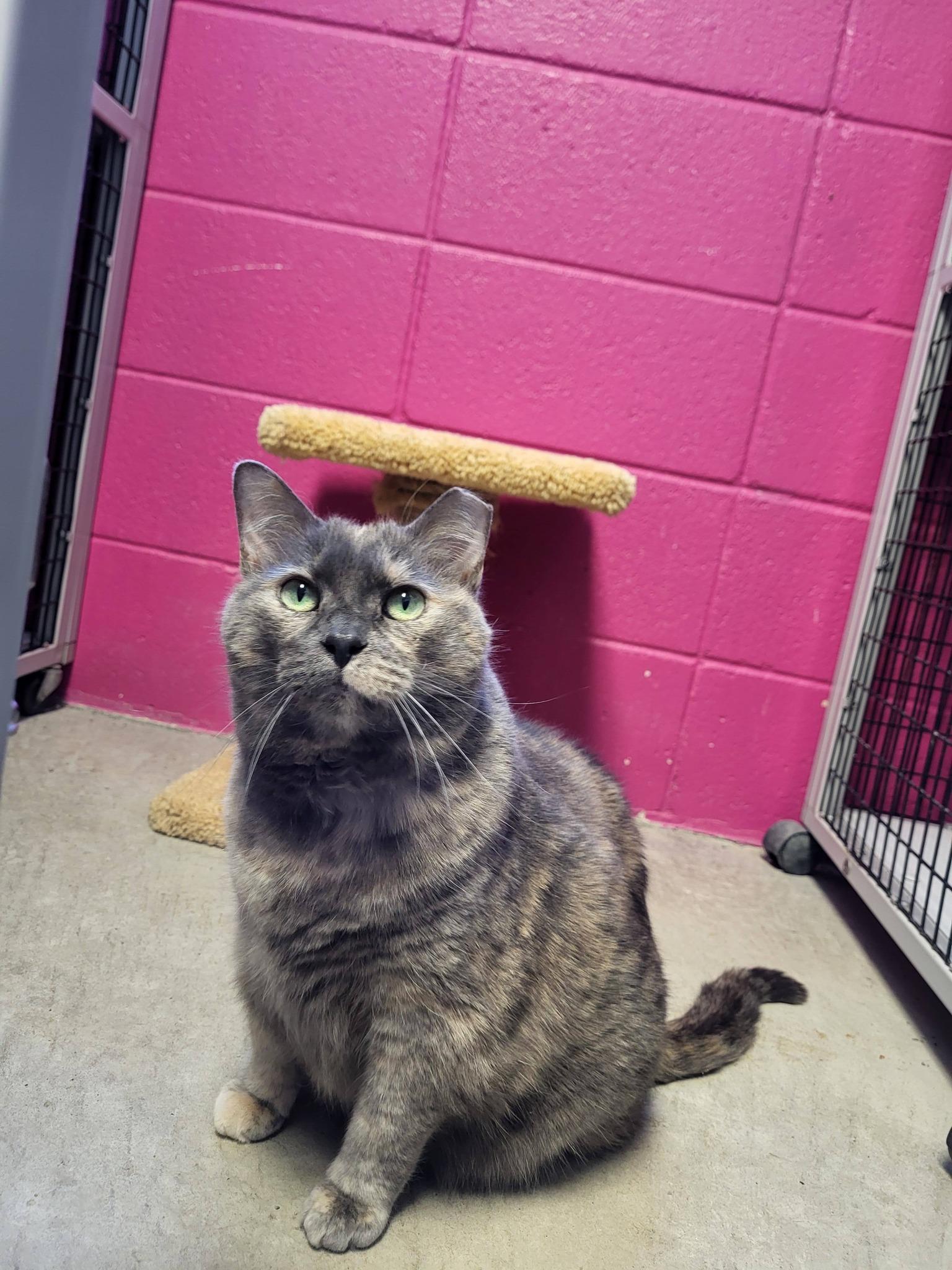 Enlarge Lulu & Stella, an adopted mixed breed in Chilton, WI image 4/6