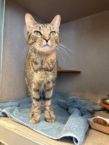 Enlarge Miska, a Adoptable mixed breed in Washington, DC image 1/2