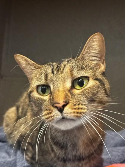 Enlarge Miska, a Adoptable mixed breed in Washington, DC image 2/2