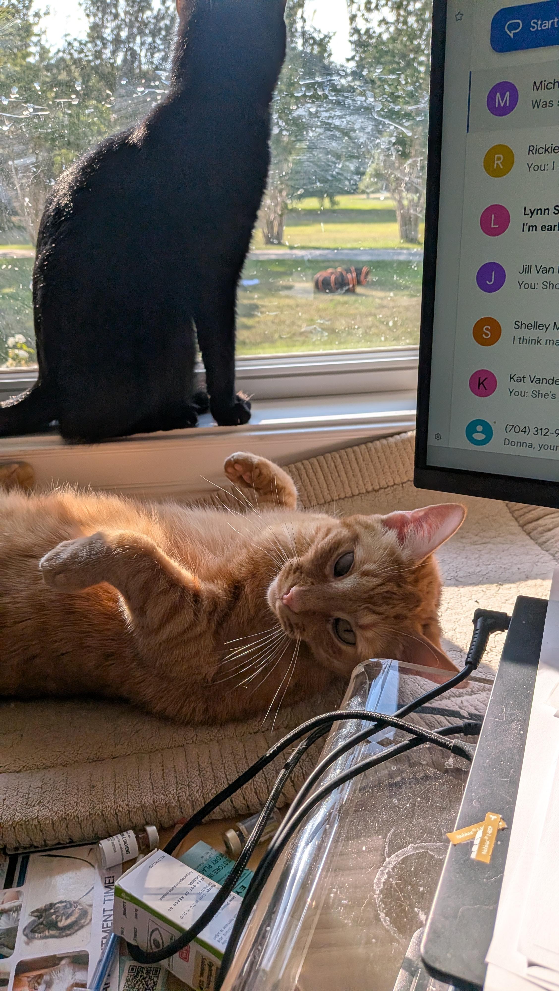 Enlarge Pumpkin Love, a Adopted Domestic Short Hair in Wilmington, NC image 2/6
