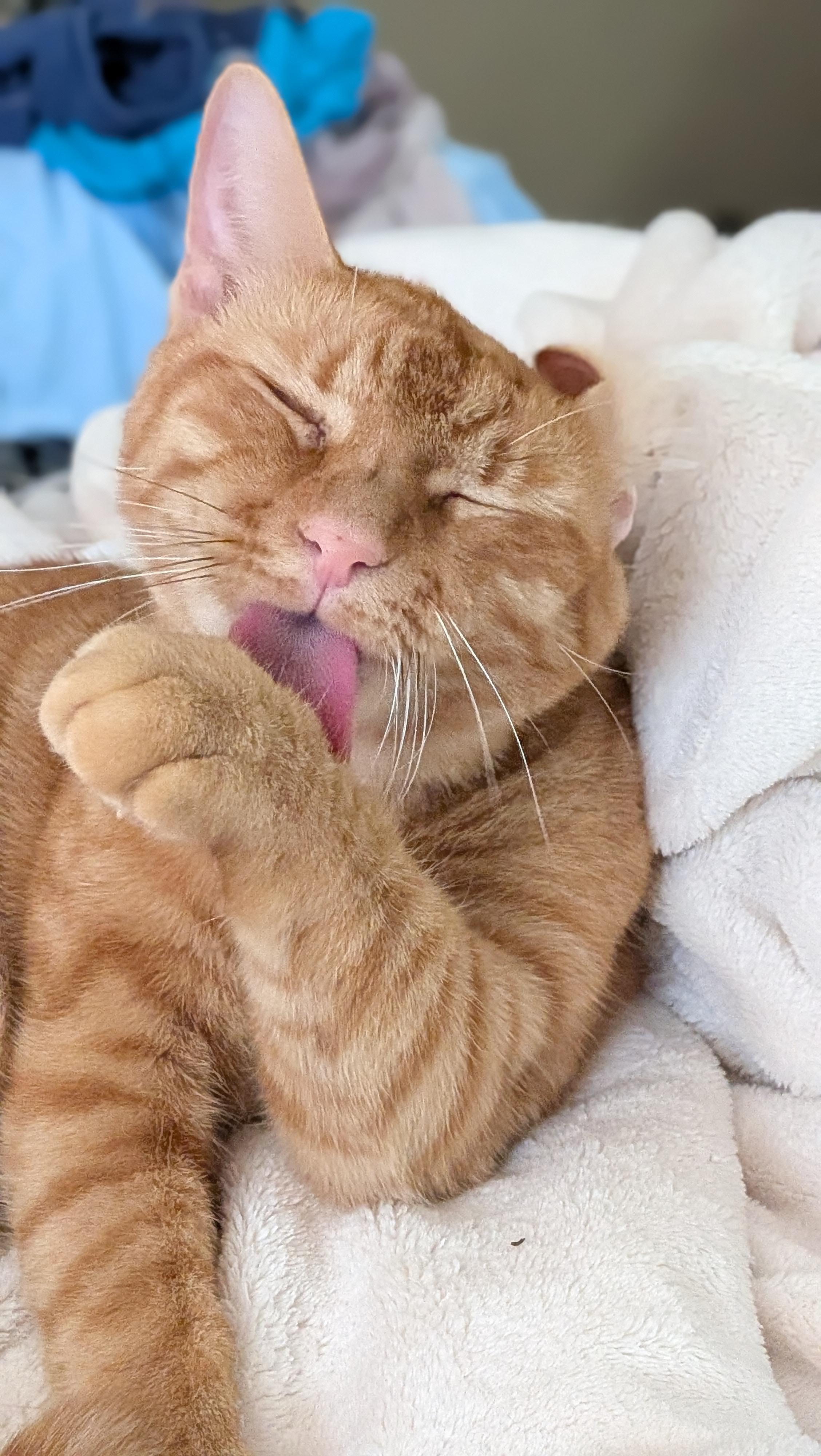 Enlarge Pumpkin Love, a Adopted Domestic Short Hair in Wilmington, NC image 1/6