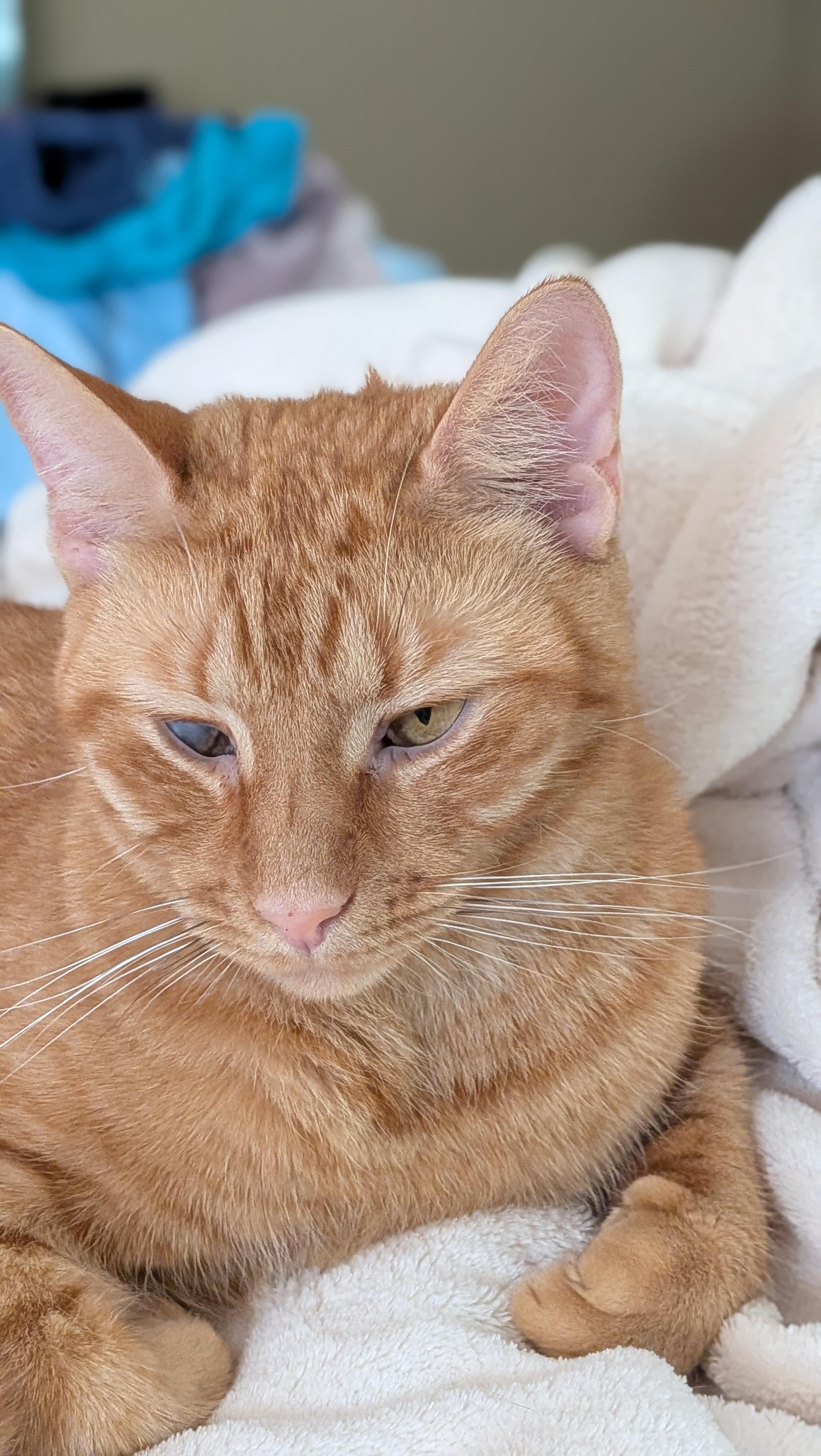 Enlarge Pumpkin Love, a Adopted Domestic Short Hair in Wilmington, NC image 4/6