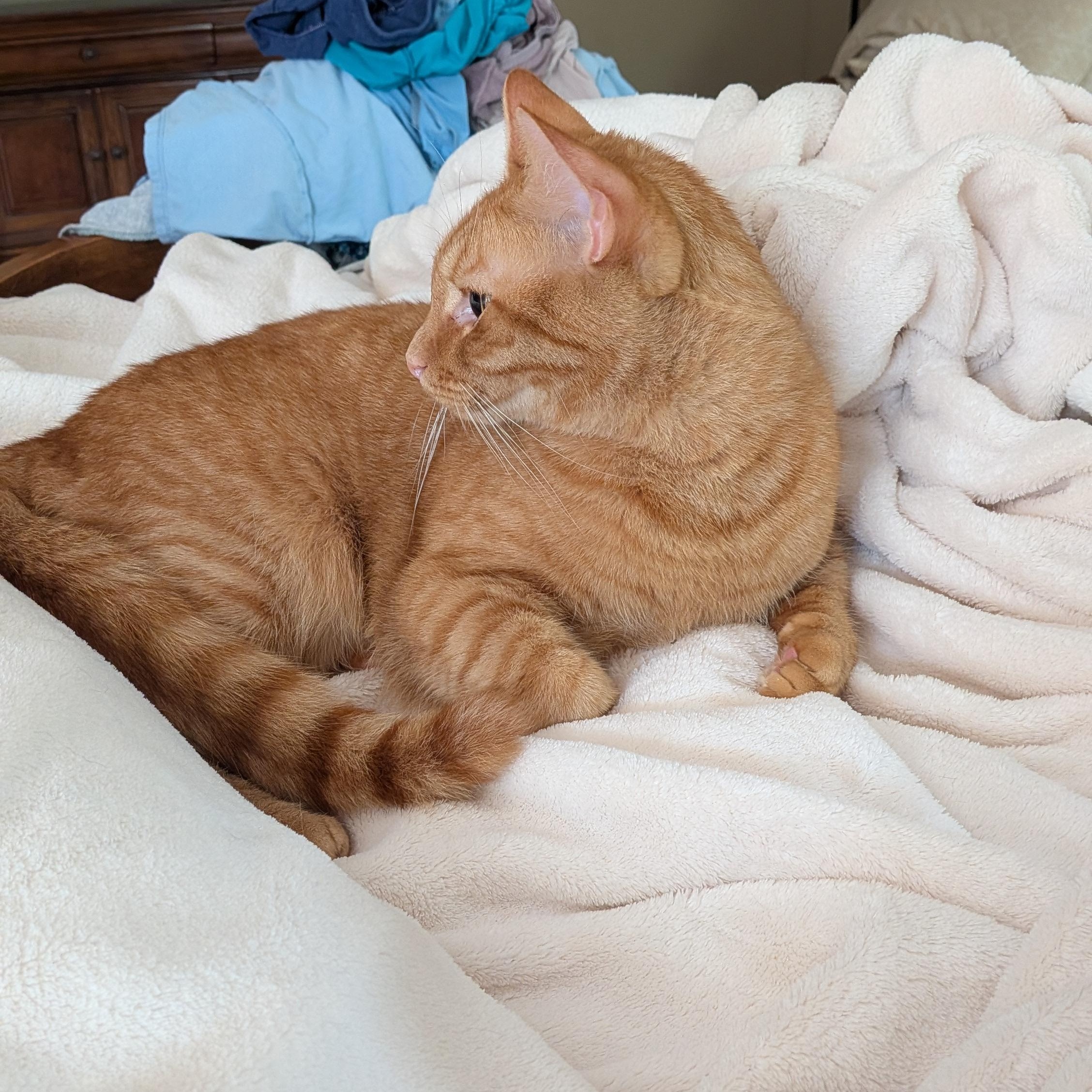 Enlarge Pumpkin Love, a Adopted Domestic Short Hair in Wilmington, NC image 5/6