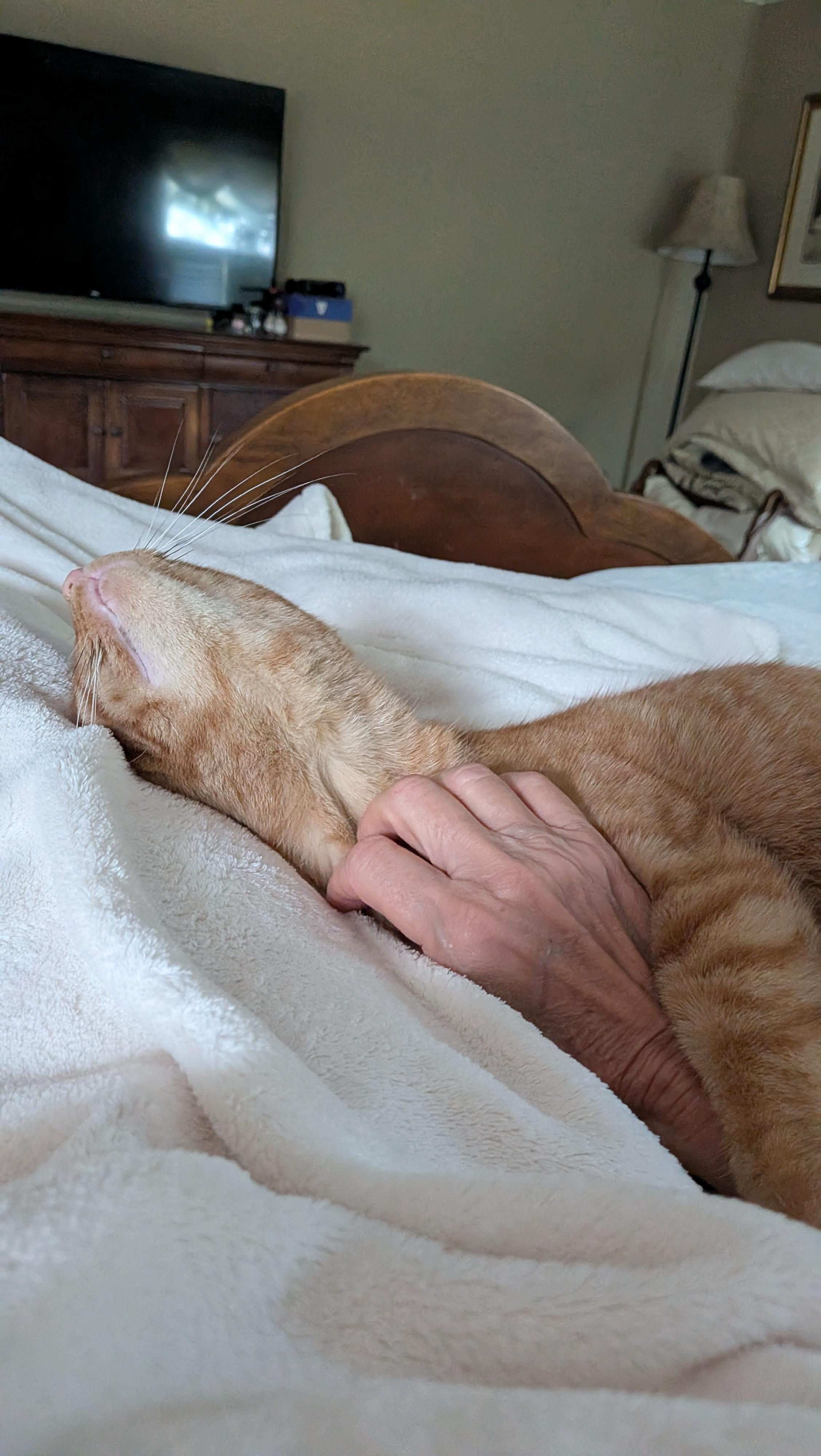 Enlarge Pumpkin Love, a Adopted Domestic Short Hair in Wilmington, NC image 3/6