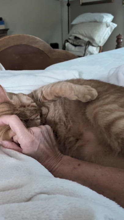Enlarge Pumpkin Love, a Adopted Domestic Short Hair in Wilmington, NC video 6/6