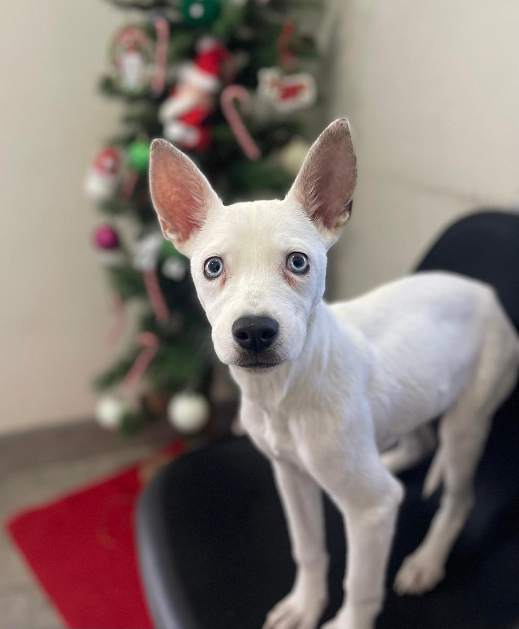 Hope, a Adoptable mixed breed in Oceanside, CA image 1/4