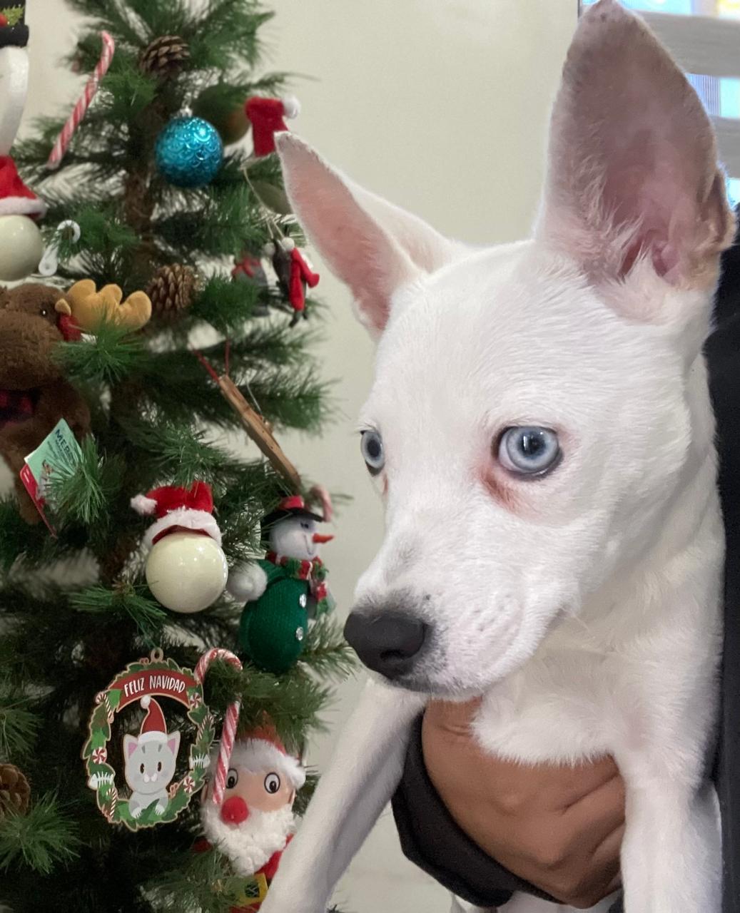 Hope, a Adoptable mixed breed in Oceanside, CA image 4/4