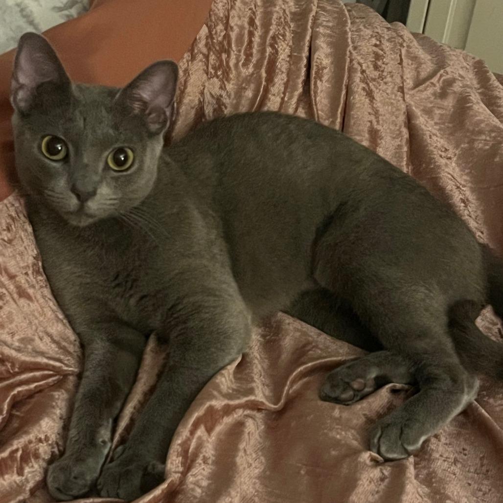 Missy, Adoptable, Young Female Domestic Short Hair & Domestic Short Hair.