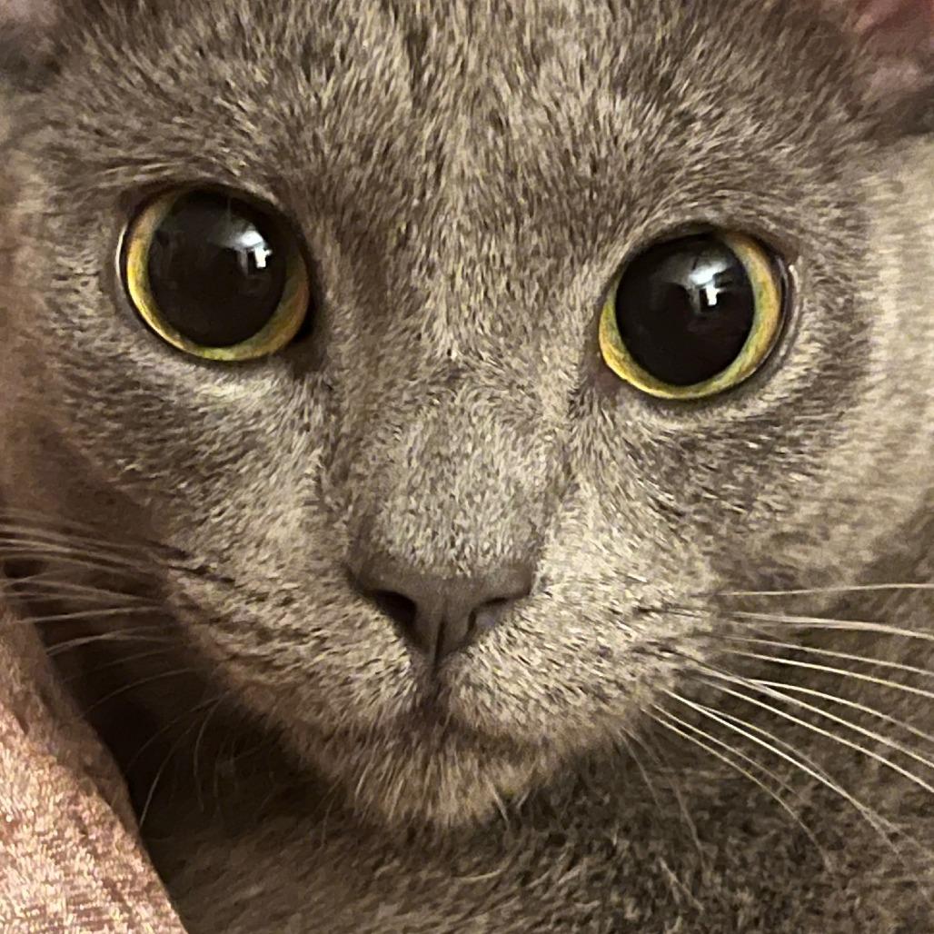 Missy, a Adoptable mixed breed in La Grange, KY image 2/3