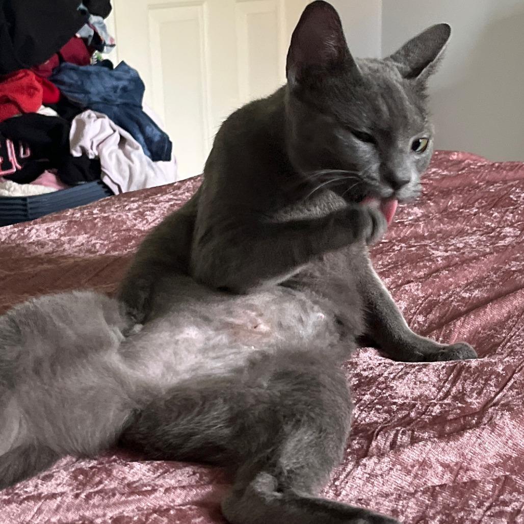 Missy, a Adoptable mixed breed in La Grange, KY image 3/3