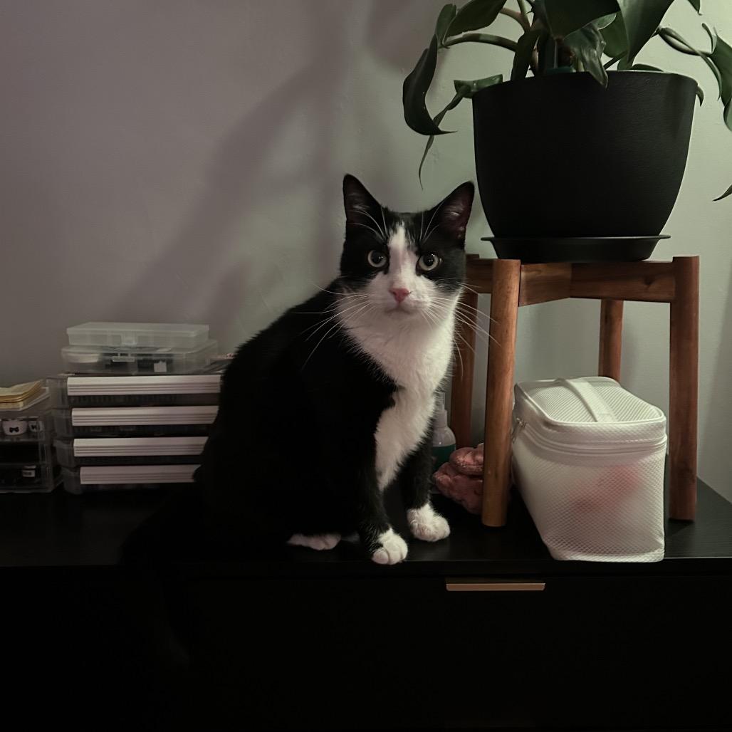 Jumbo — thumbnail 6