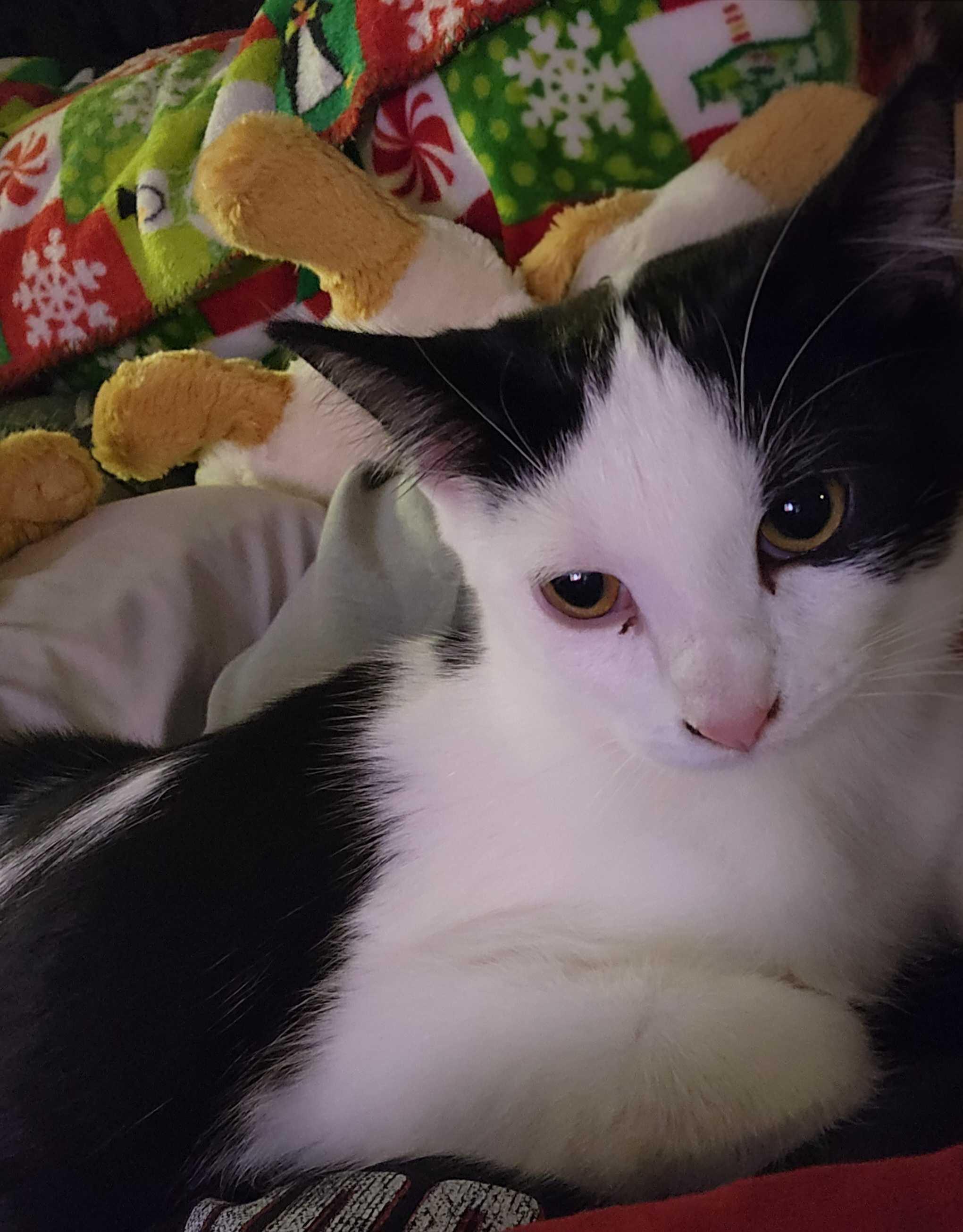 Logan, Adoptable, Young Male Domestic Short Hair.