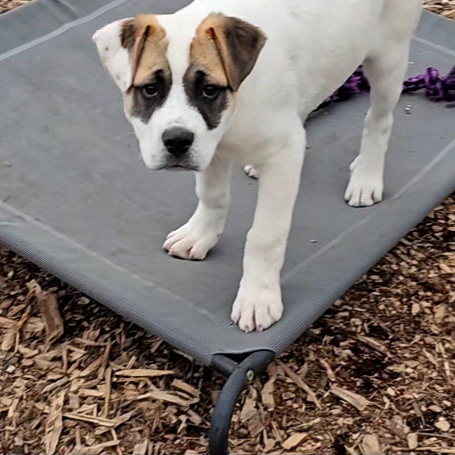 Enlarge Jayden, a Adopted Saint Bernard in Ringwood, NJ image 1/3