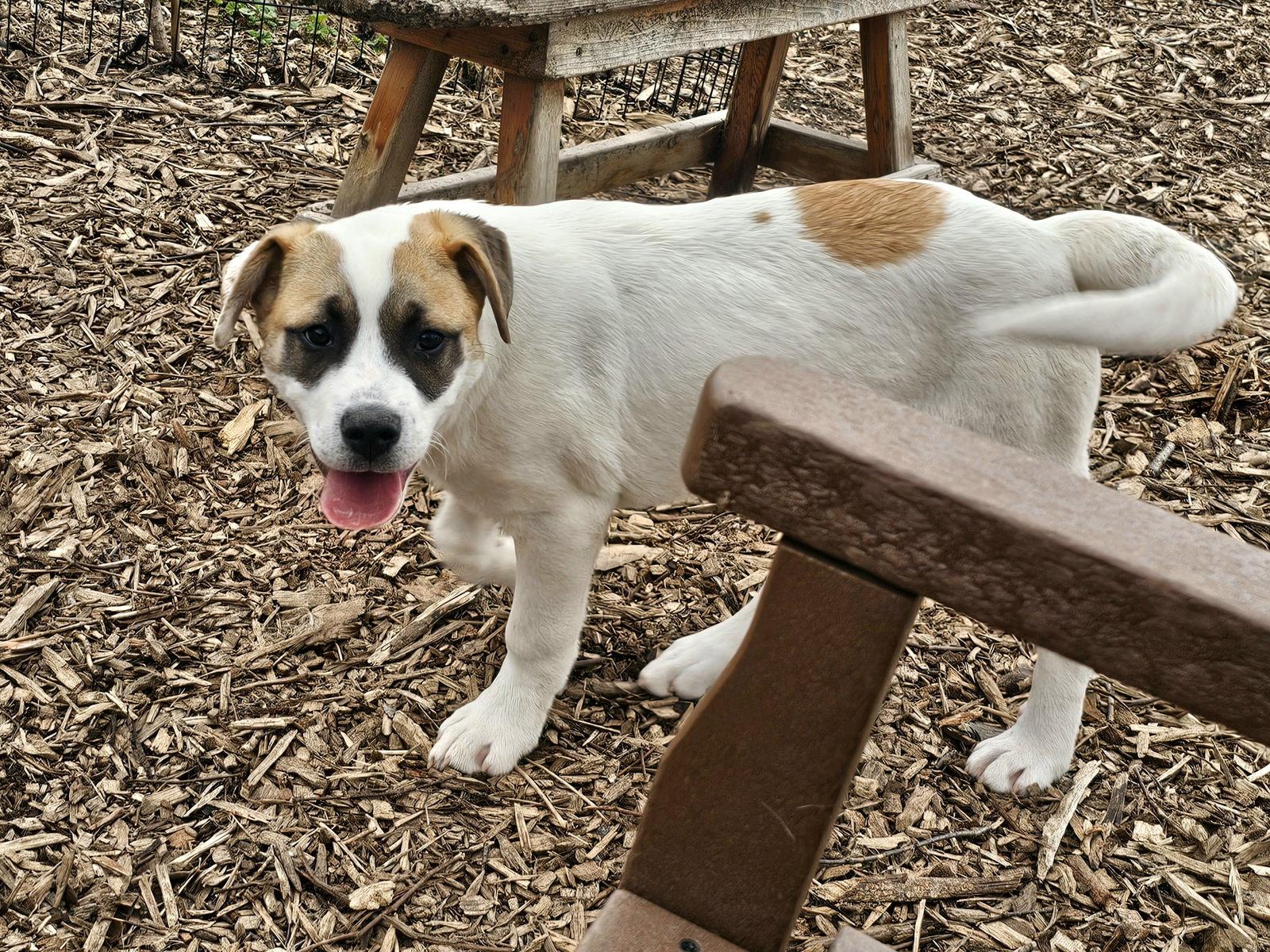 Enlarge Jayden, a Adopted Saint Bernard in Ringwood, NJ image 2/3