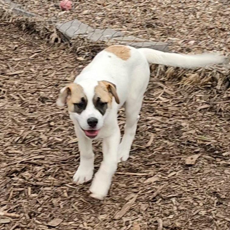 Enlarge Jayden, a Adopted Saint Bernard in Ringwood, NJ image 3/3