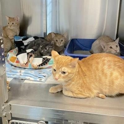 Enlarge Stanley, an adopted Domestic Short Hair in Rochester, MN image 2/2