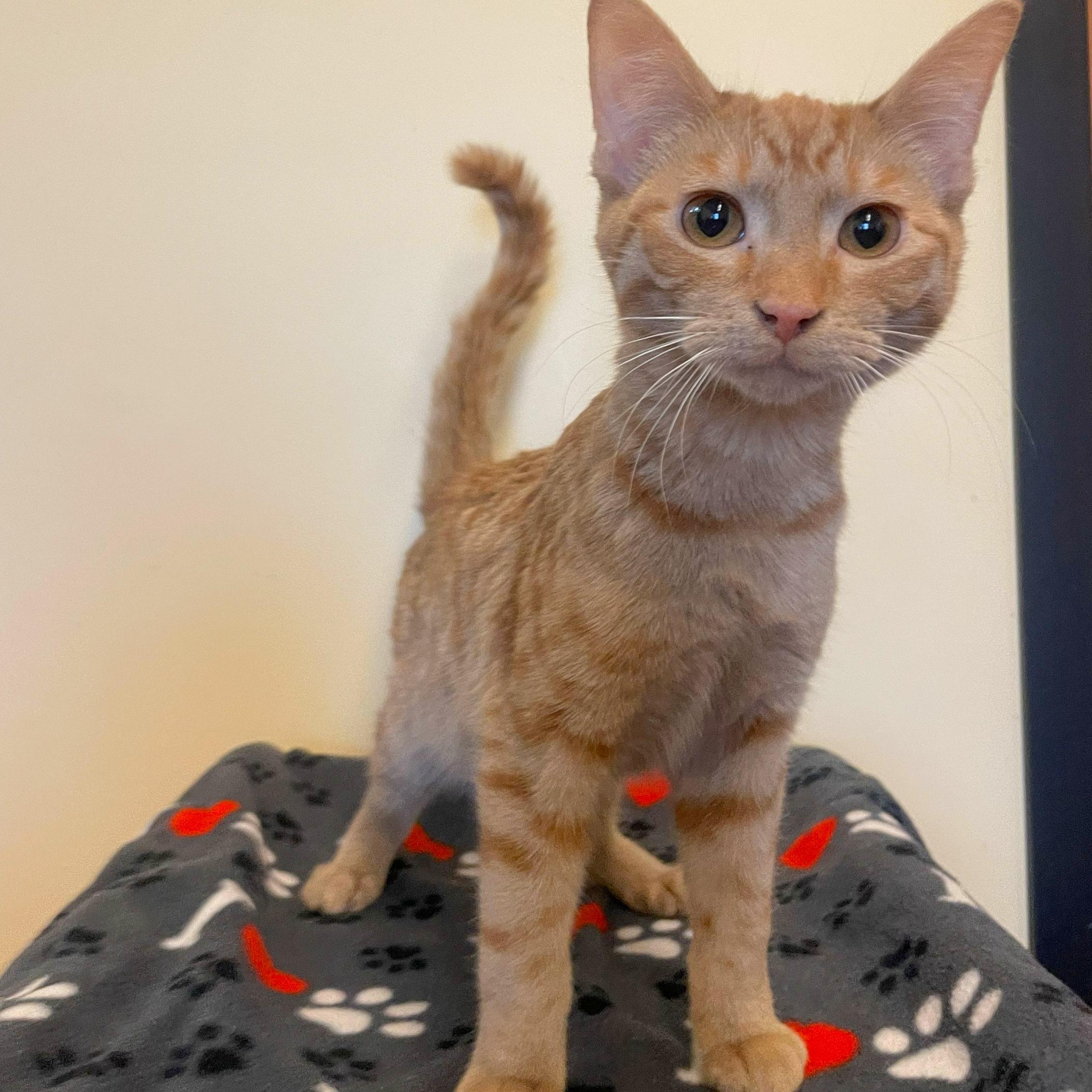 Enlarge Stanley, an adopted Domestic Short Hair in Rochester, MN image 1/2