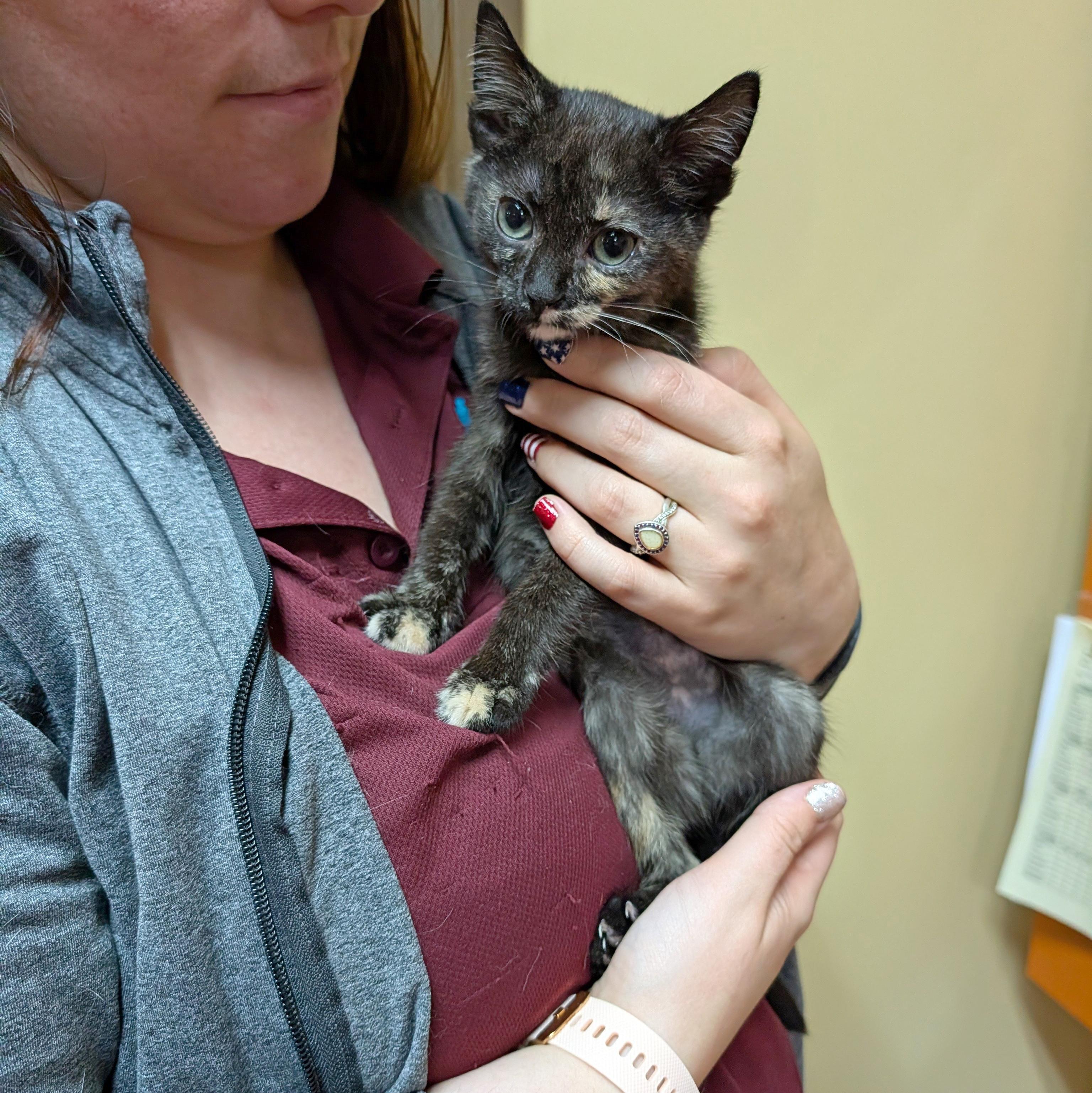 Enlarge Paddy Wack, a ADOPTABLE Domestic Short Hair in Accident, MD image 2/4
