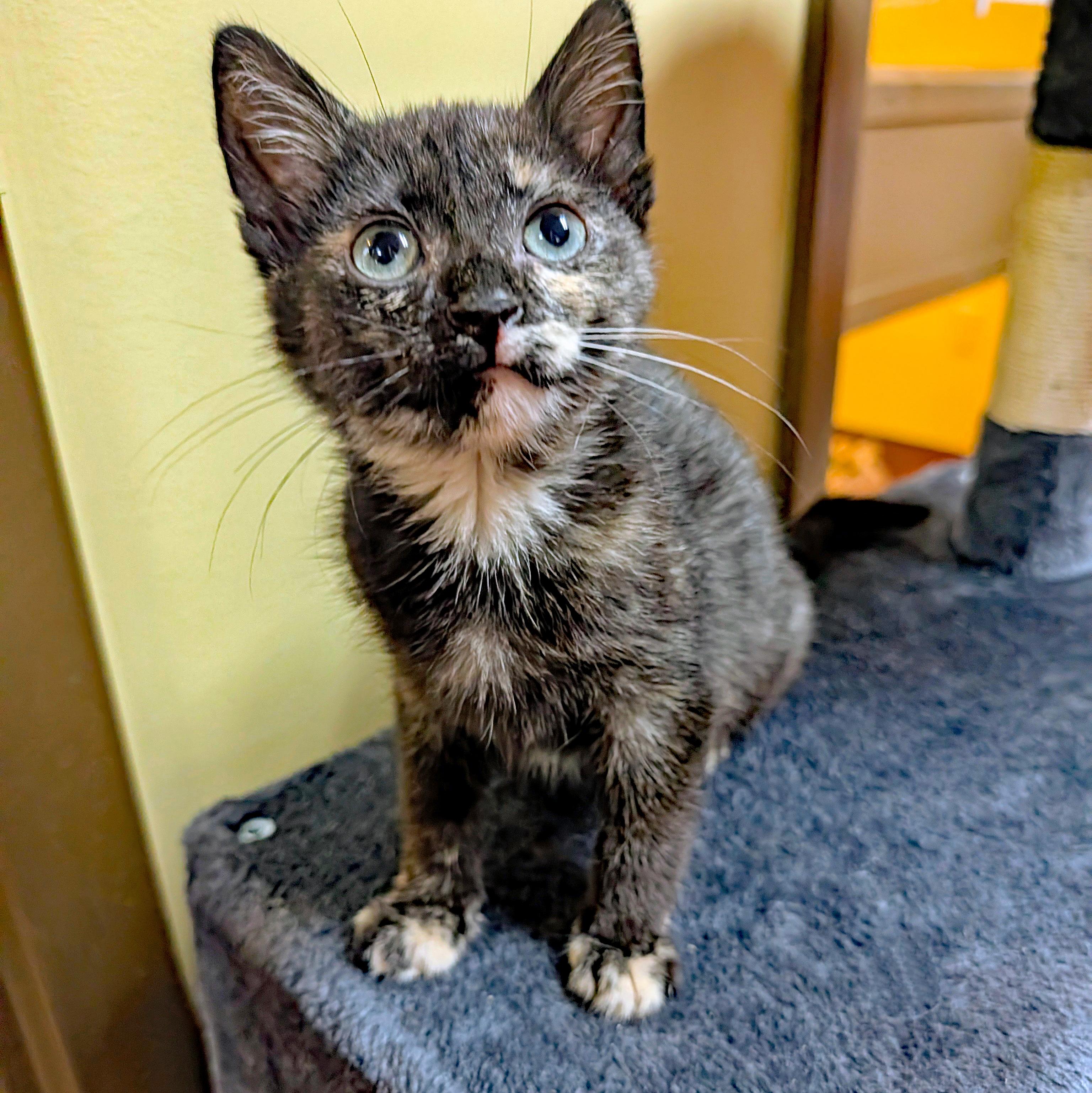 Enlarge Paddy Wack, a ADOPTABLE Domestic Short Hair in Accident, MD image 1/4