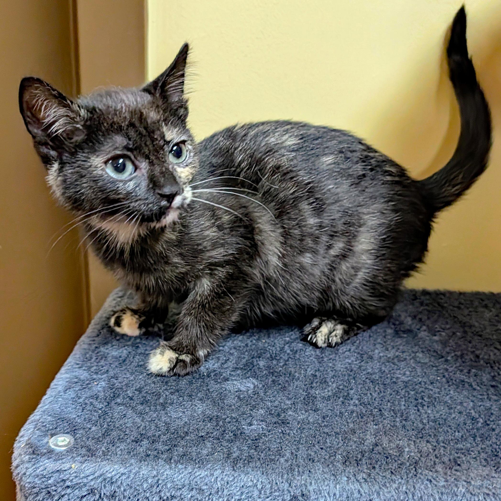 Enlarge Paddy Wack, a ADOPTABLE Domestic Short Hair in Accident, MD image 4/4