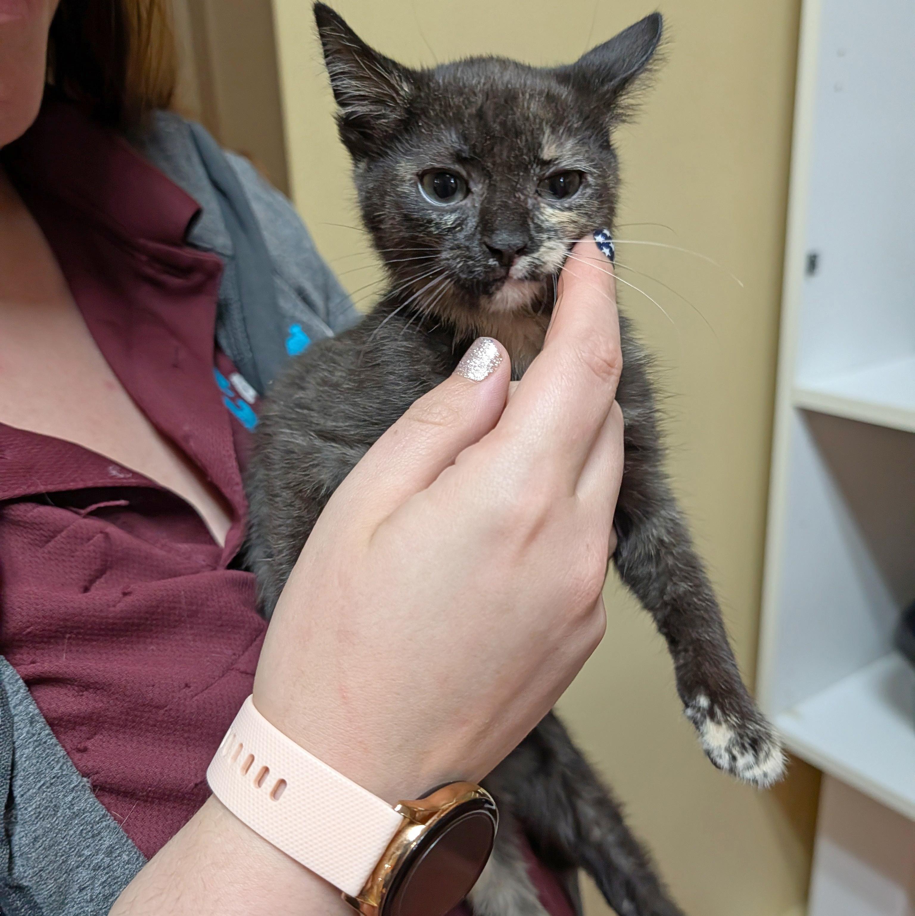 Enlarge Paddy Wack, a ADOPTABLE Domestic Short Hair in Accident, MD image 3/4