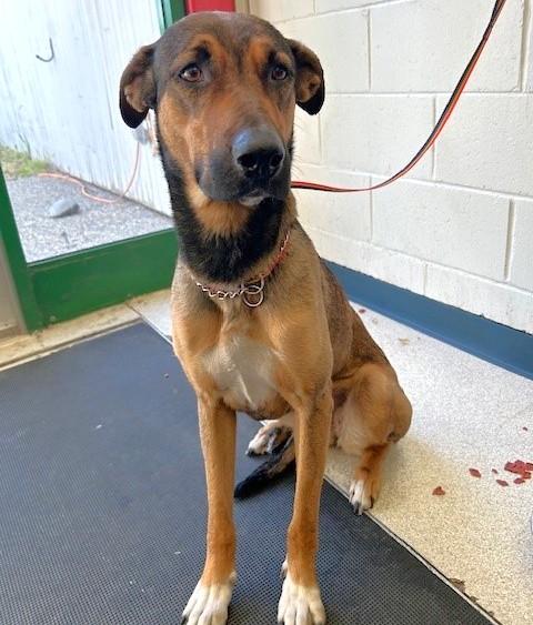 AIKO, Adoptable, Adult Female Belgian Shepherd / Malinois & Husky.