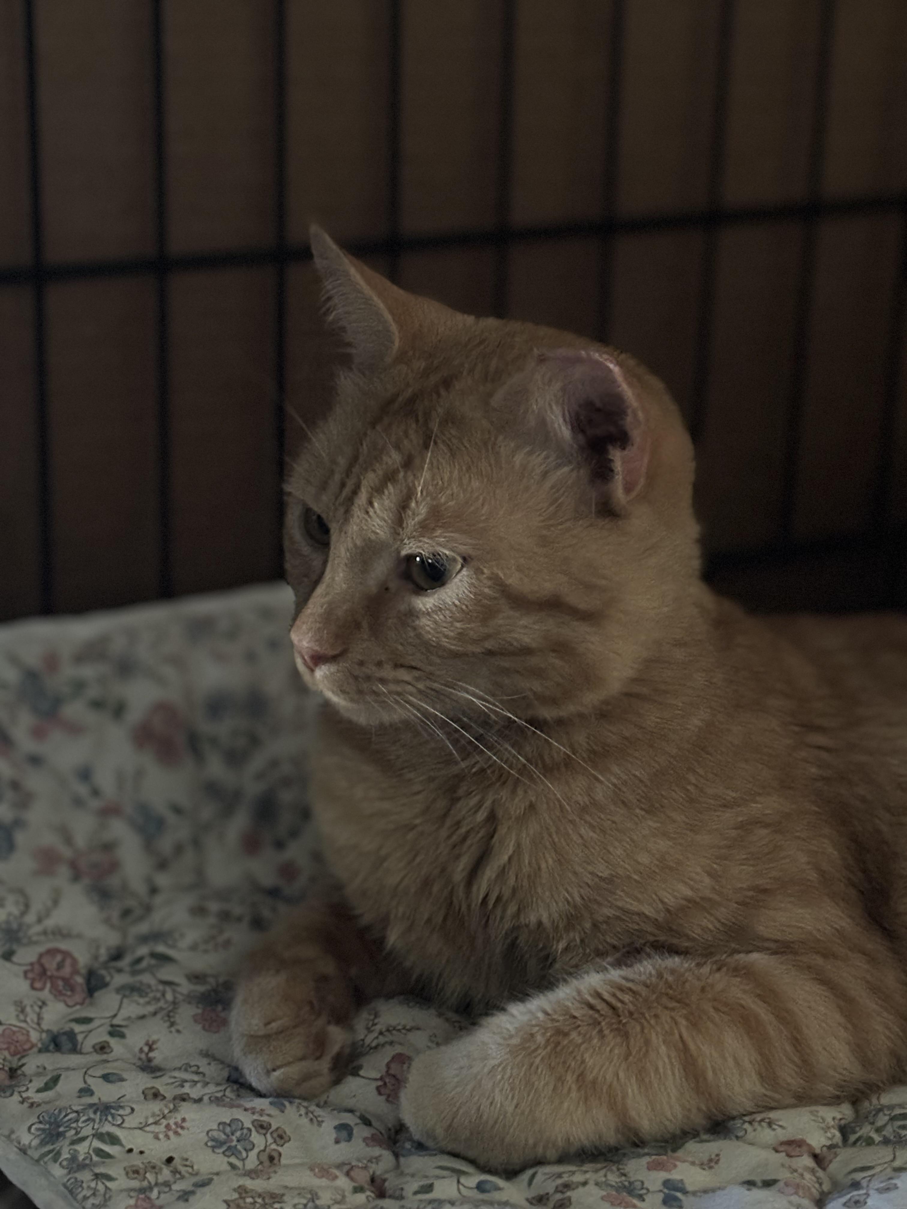 Enlarge TOMMY, a Adoptable Domestic Short Hair in Pittsburgh, PA image 5/5