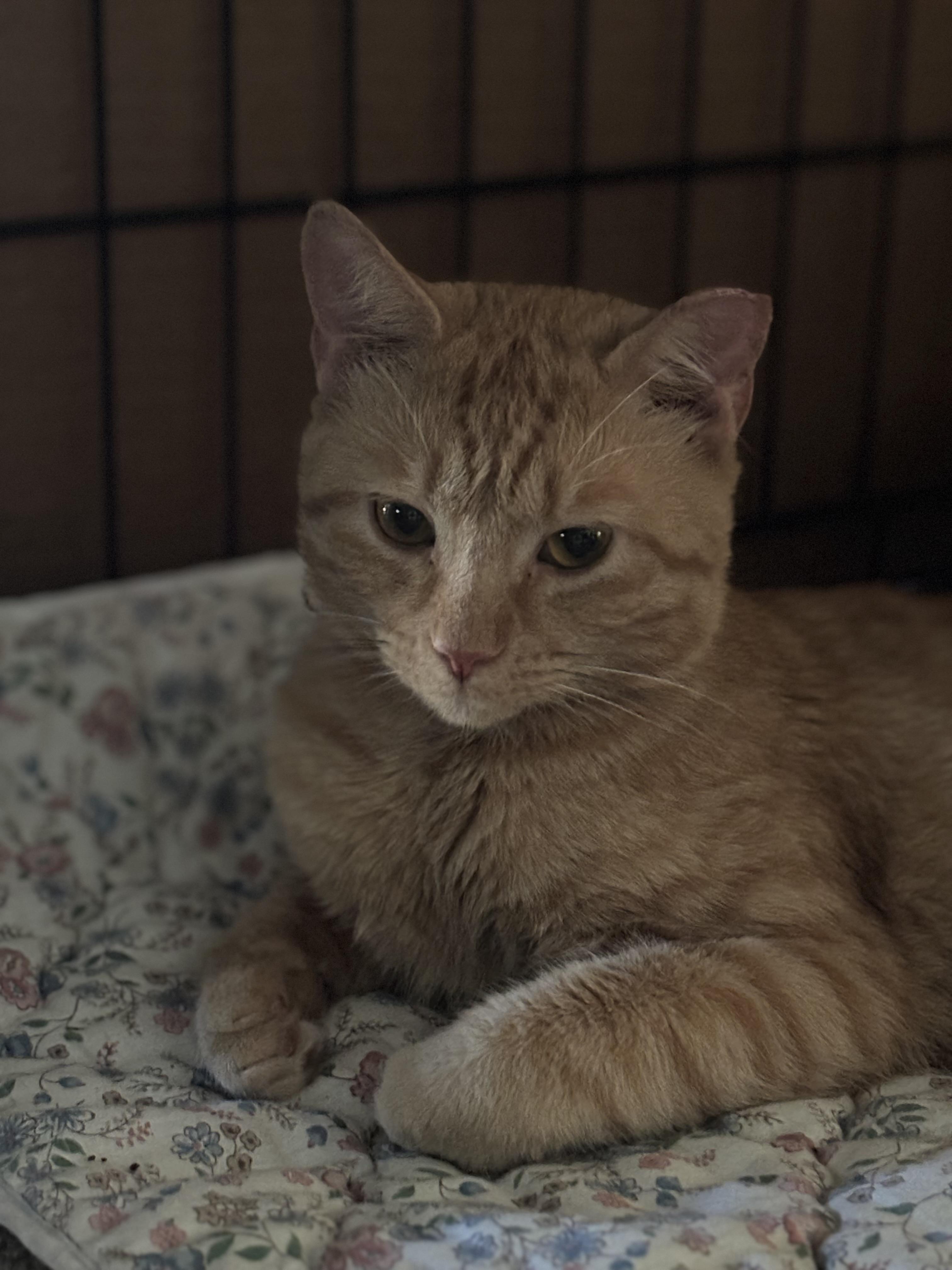 TOMMY, Adoptable, Young Male Domestic Short Hair.