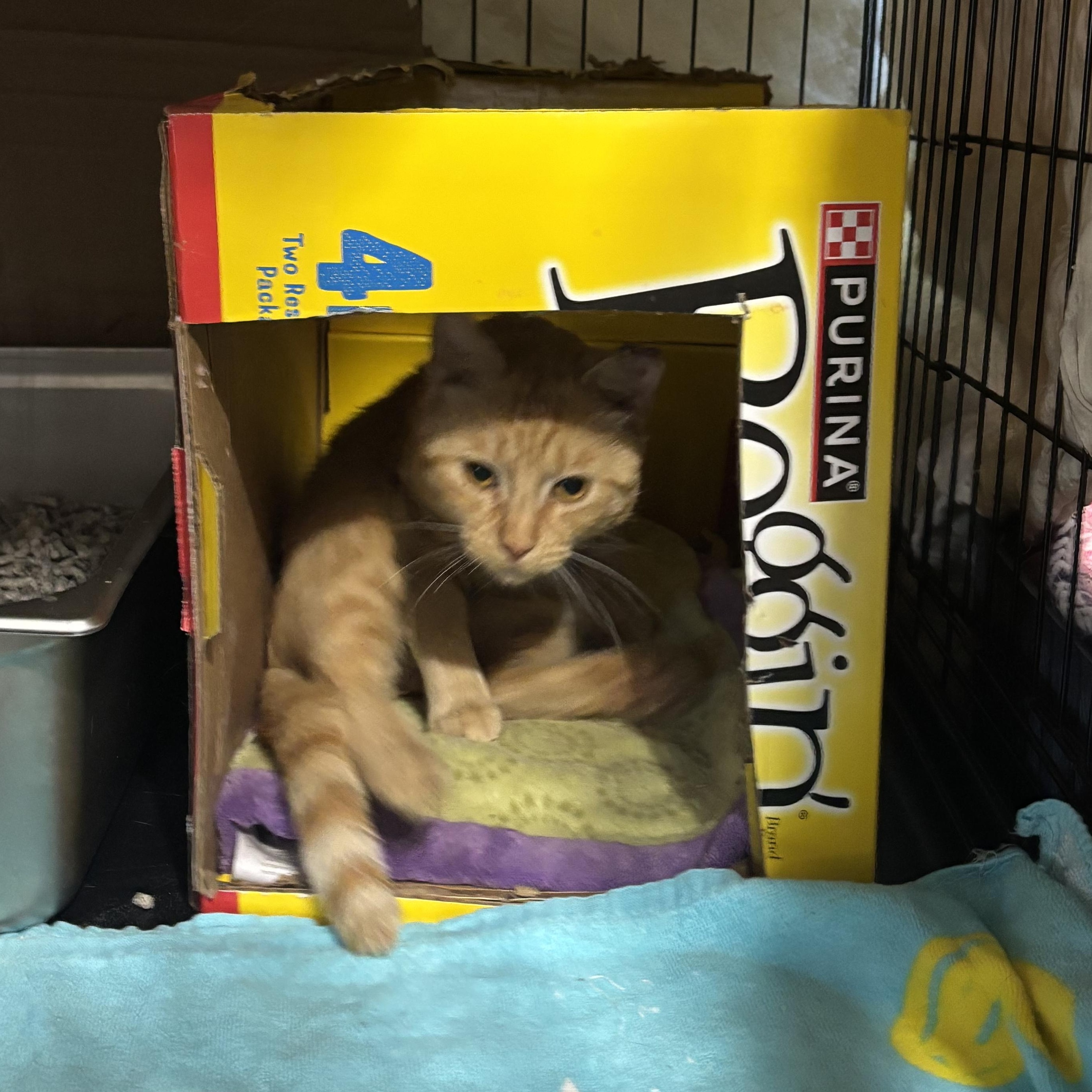 Enlarge TOMMY, a Adoptable Domestic Short Hair in Pittsburgh, PA image 3/5