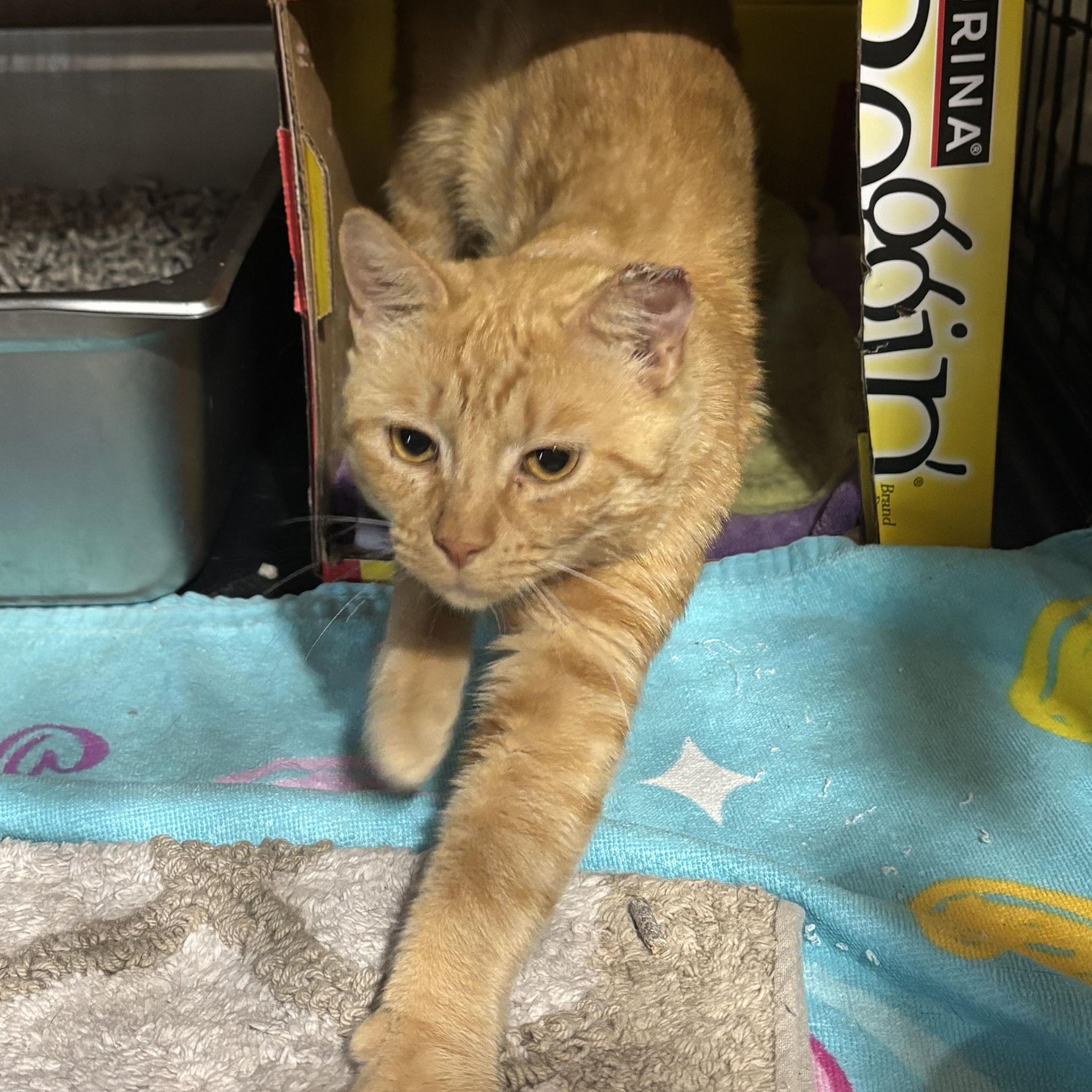 Enlarge TOMMY, a Adoptable Domestic Short Hair in Pittsburgh, PA image 2/5