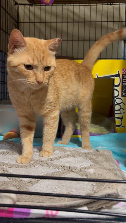Enlarge TOMMY, a Adoptable Domestic Short Hair in Pittsburgh, PA video 4/5