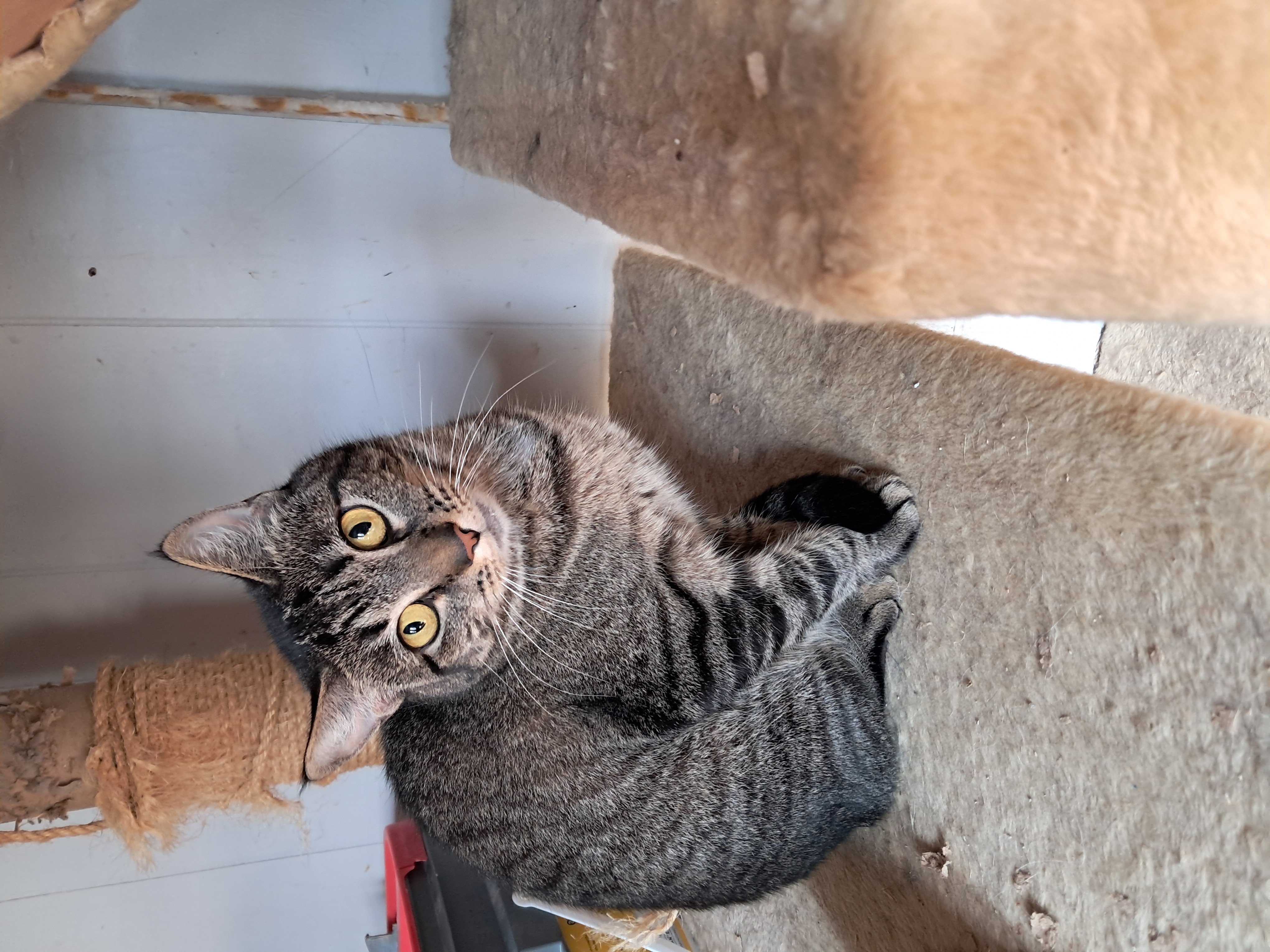 Enlarge Glitter, a Adoptable Domestic Short Hair in Nanticoke, PA image 1/1