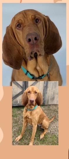 Taffy, ADOPTABLE, Young Female Bloodhound.