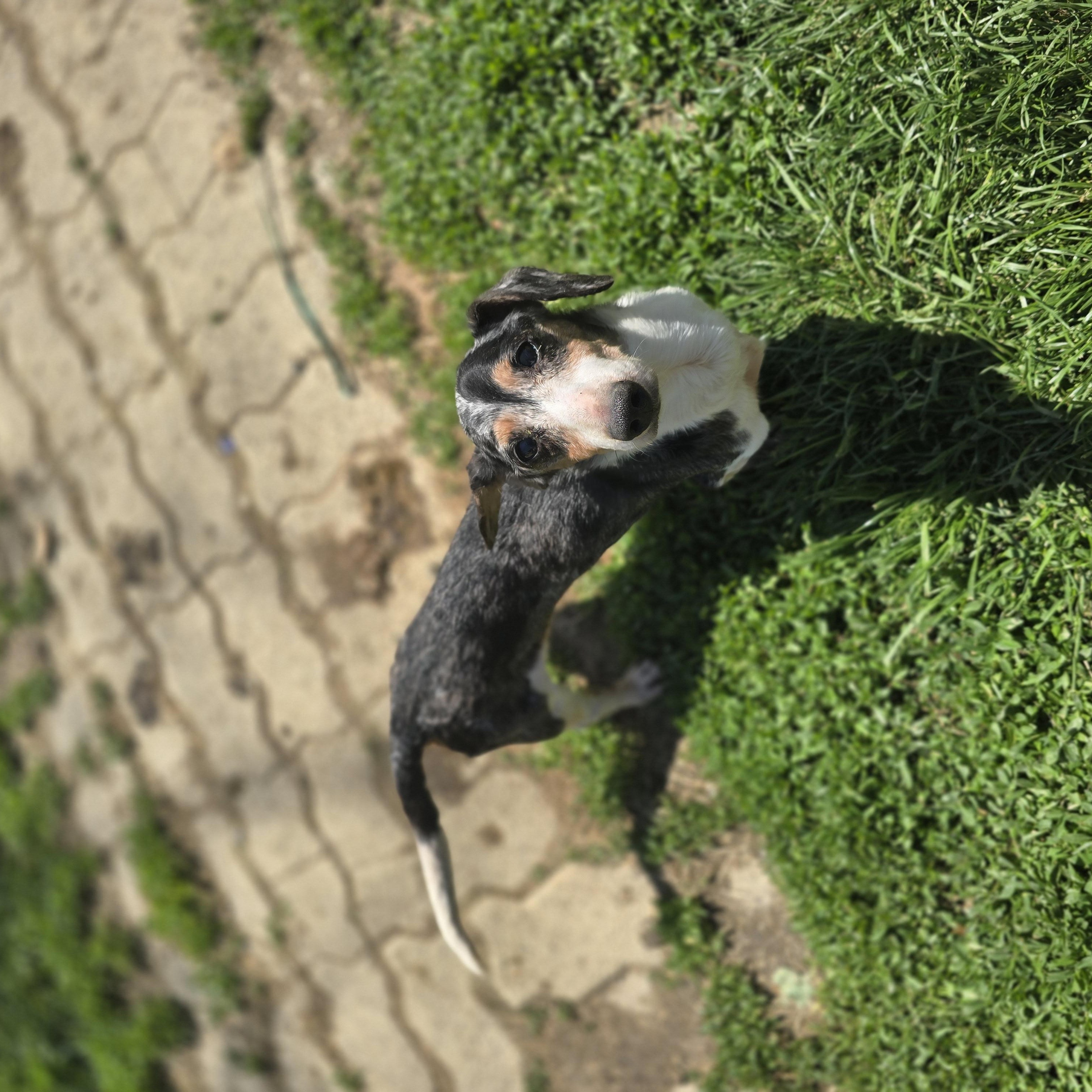 Enlarge Henry, an adopted Dachshund in Zaleski, OH image 2/2