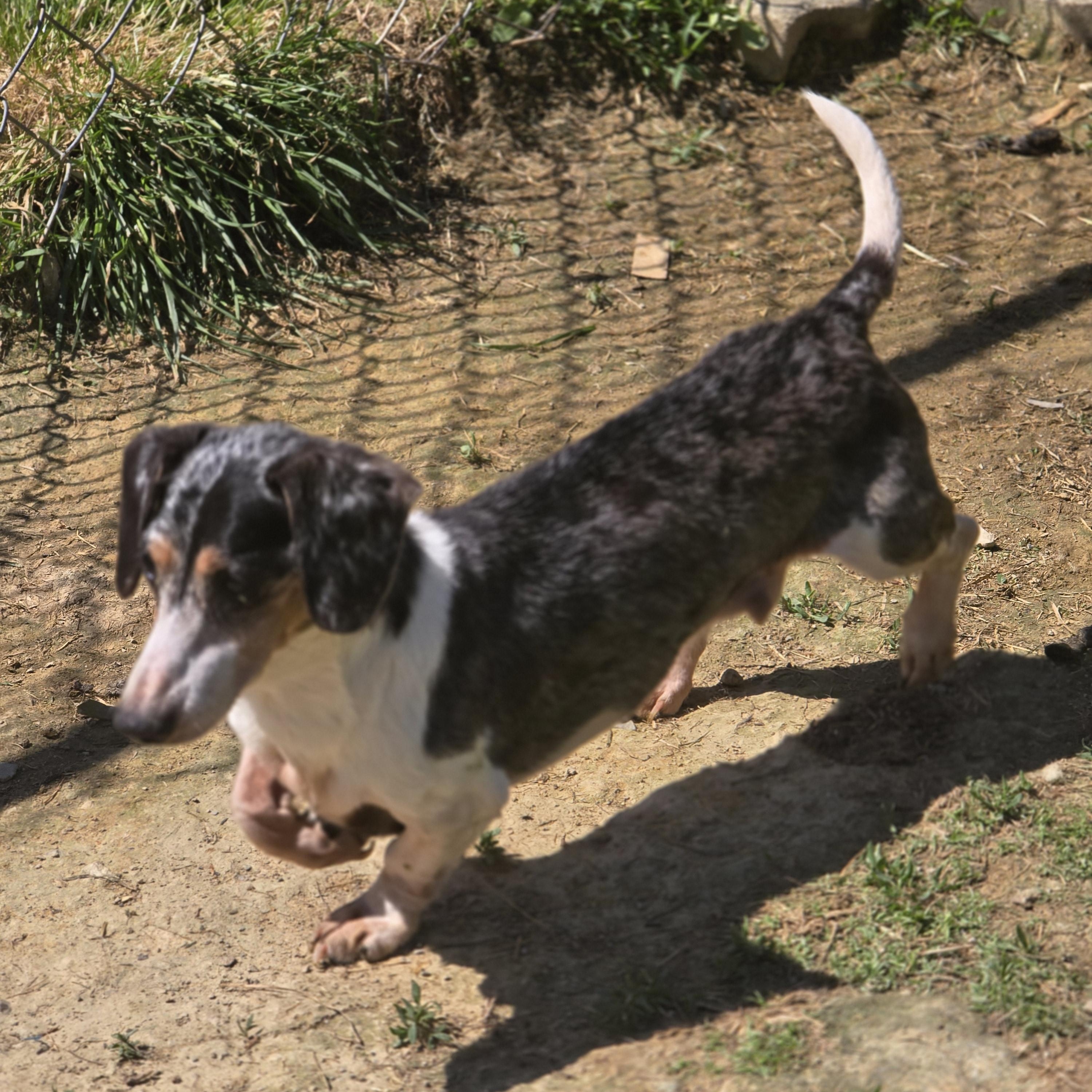 Henry, adopted, Senior Male Dachshund.
