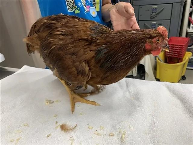 Enlarge FRANKLIN, a Adoptable Chicken in Fairbanks, AK image 1/1