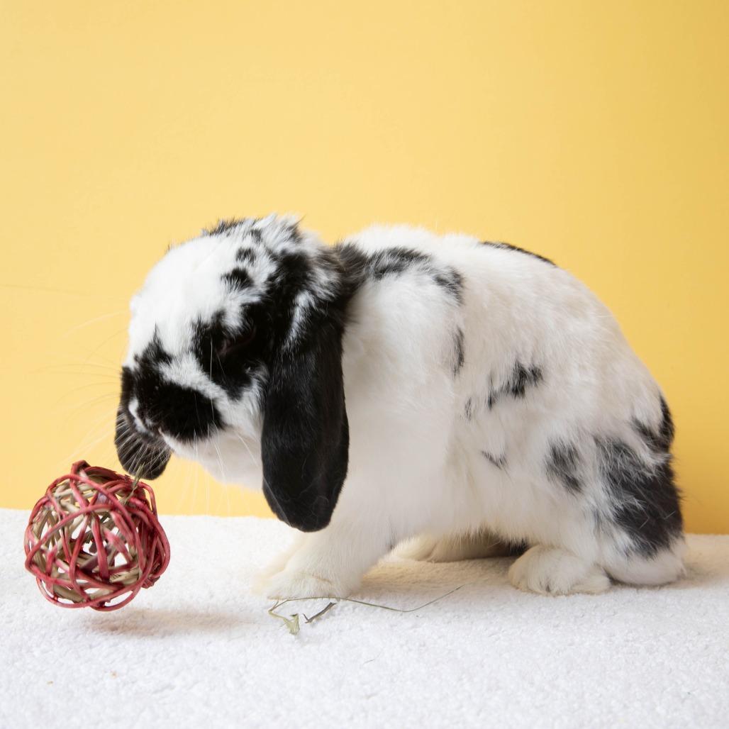 Nectarine, Adoptable, Adult Male American Fuzzy Lop.