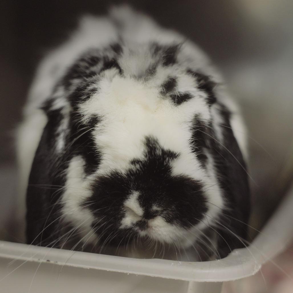 Enlarge Nectarine, a Adoptable American Fuzzy Lop in Richmond, CA image 2/6