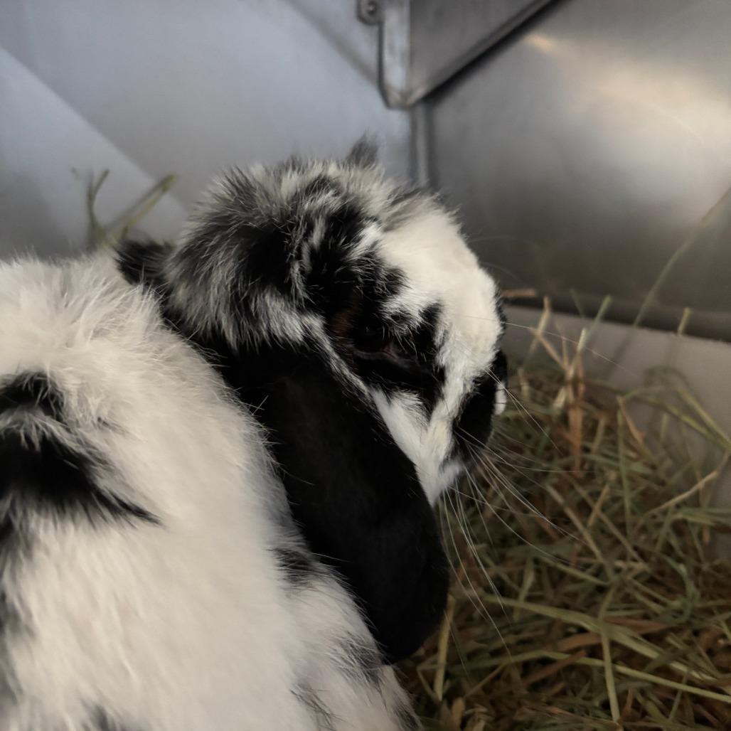 Enlarge Nectarine, a Adoptable American Fuzzy Lop in Richmond, CA image 3/6
