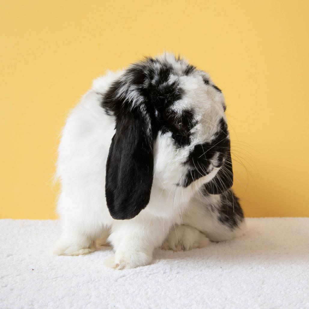 Enlarge Nectarine, a Adoptable American Fuzzy Lop in Richmond, CA image 4/6