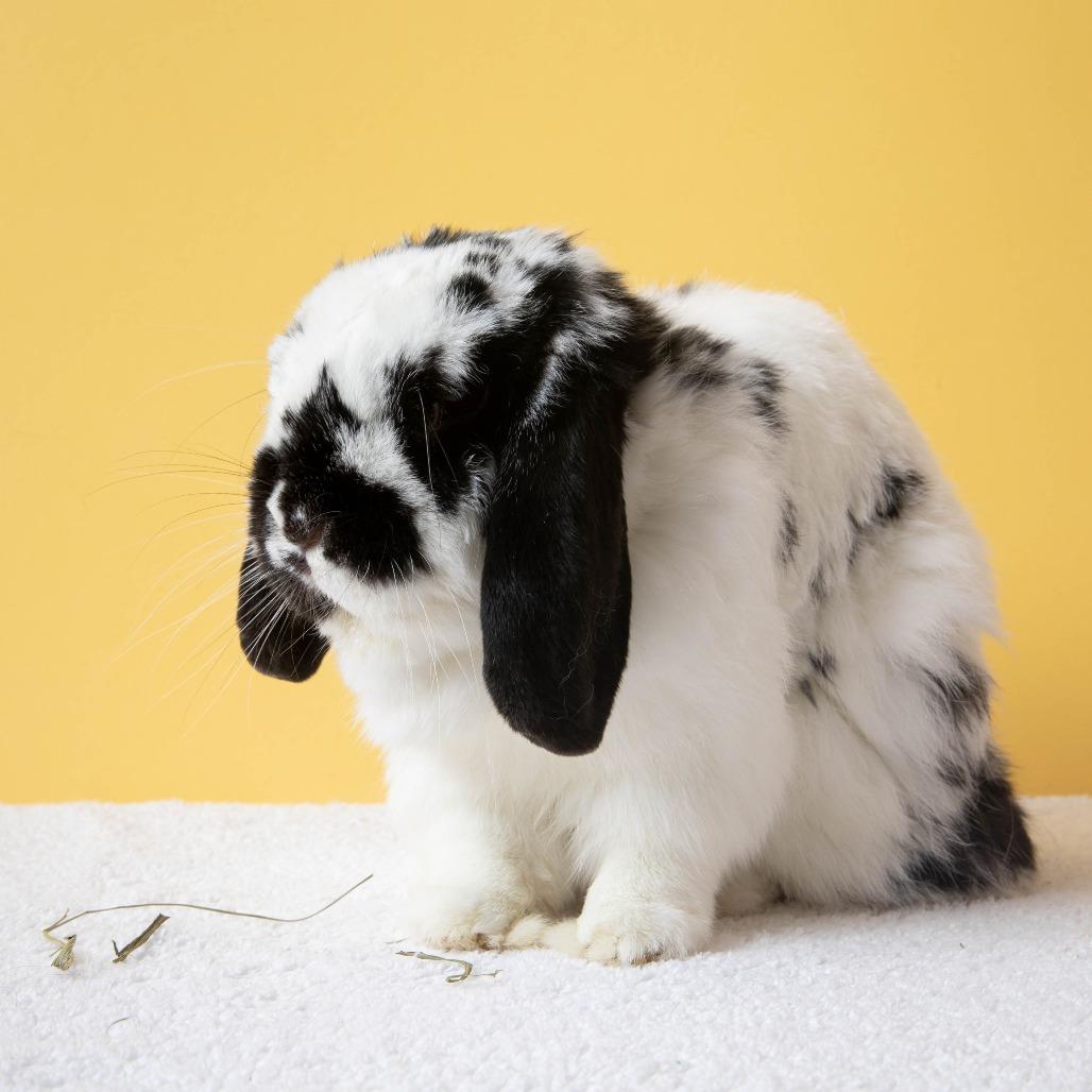 Enlarge Nectarine, a Adoptable American Fuzzy Lop in Richmond, CA image 5/6