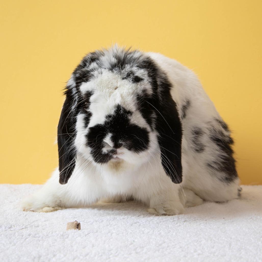 Enlarge Nectarine, a Adoptable American Fuzzy Lop in Richmond, CA image 6/6