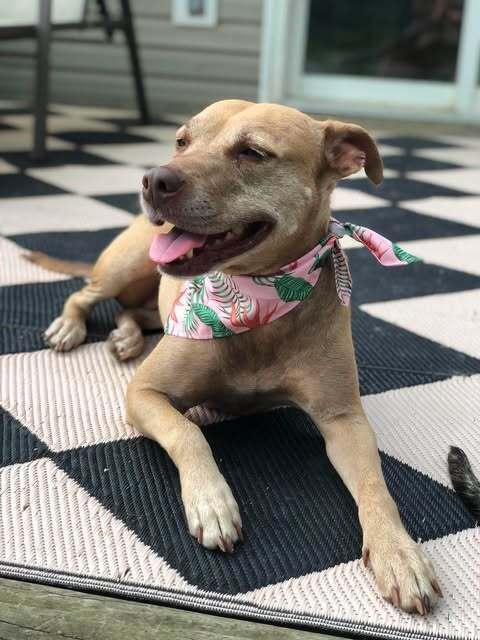 Bella, Adoptable, Adult Female Pit Bull Terrier.